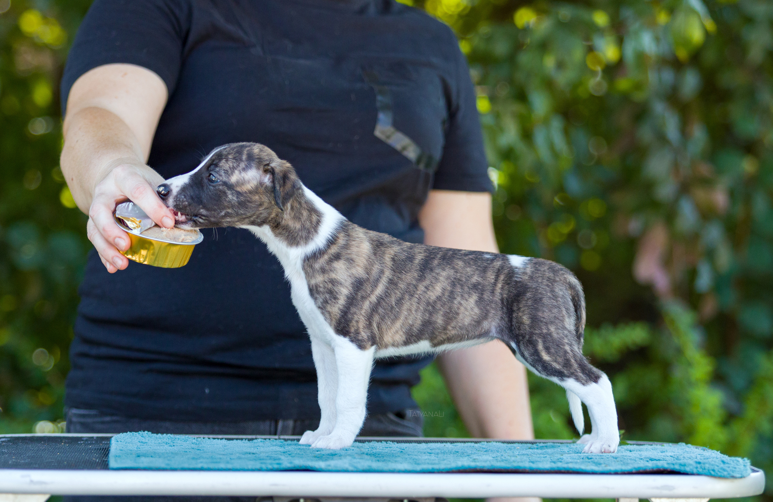 Уиппет. Фотограф — анималист Татьяна Ли