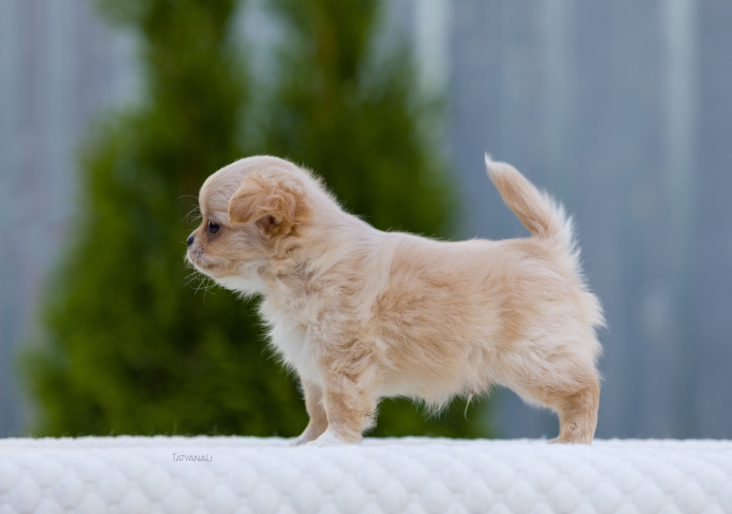 Чихуахуа дш. Фотограф — анималист Татьяна Ли