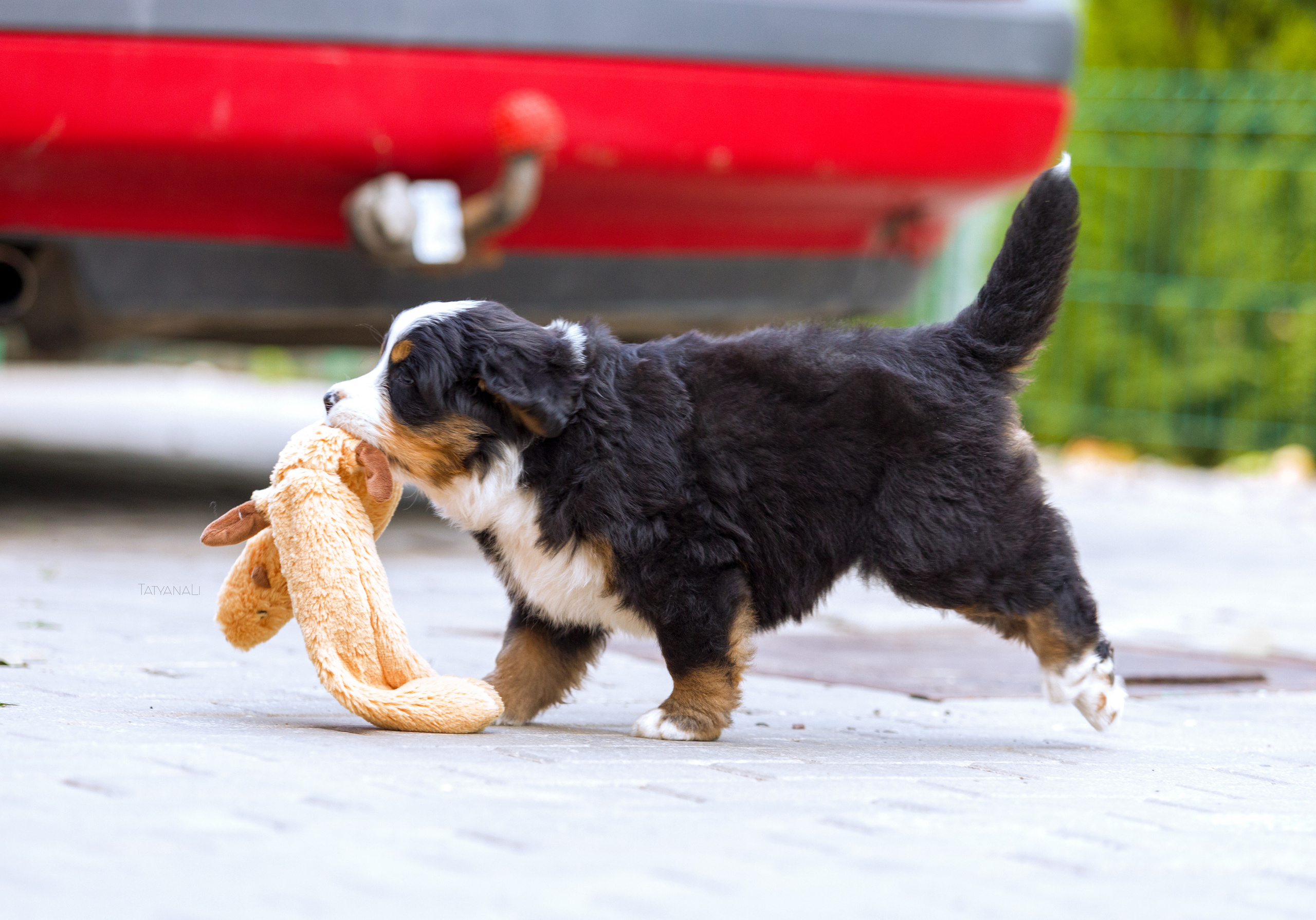 Бернский зенненхунд. Фотограф — анималист Татьяна Ли
