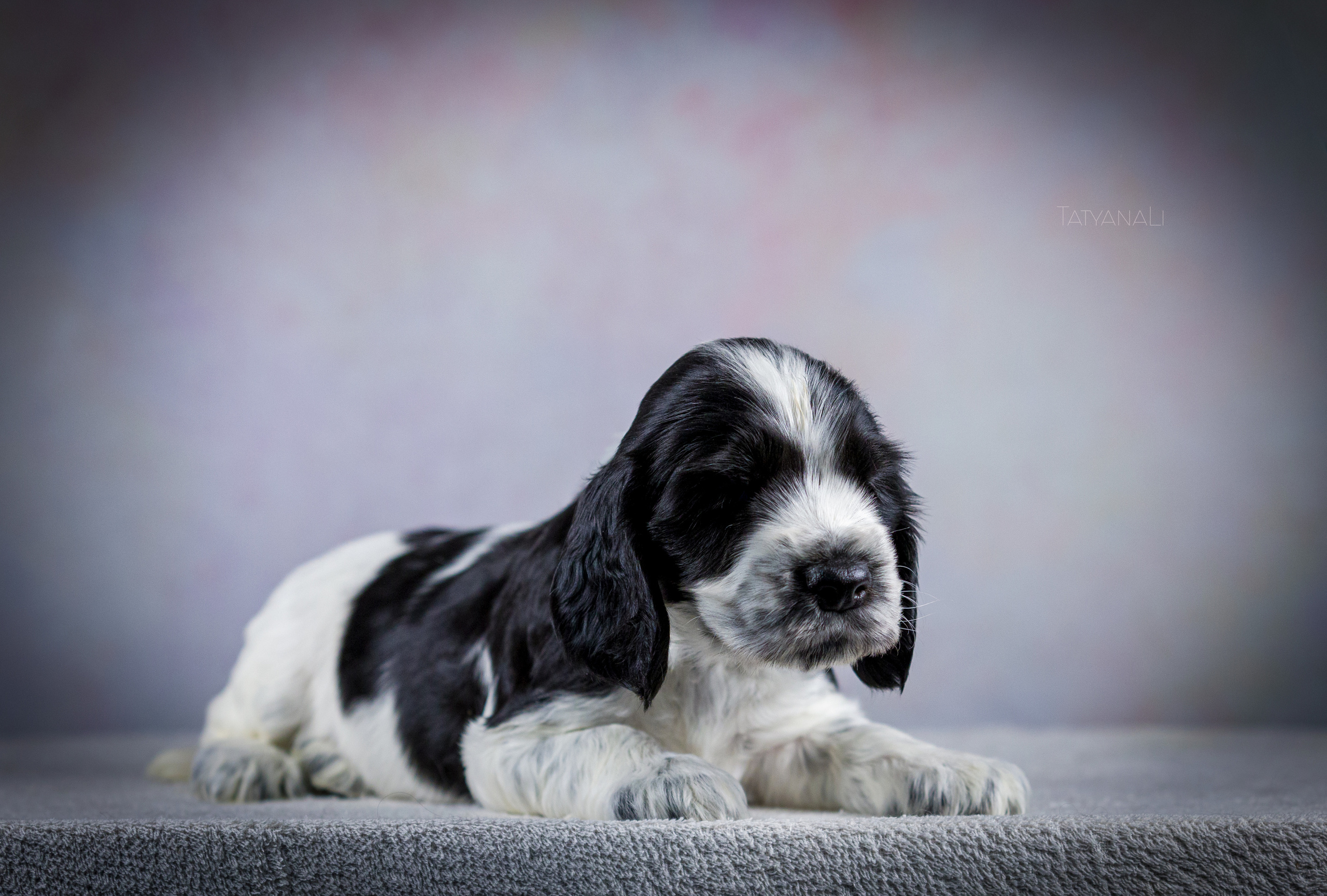 Английский кокер-спаниель. Фотограф — анималист Татьяна Ли