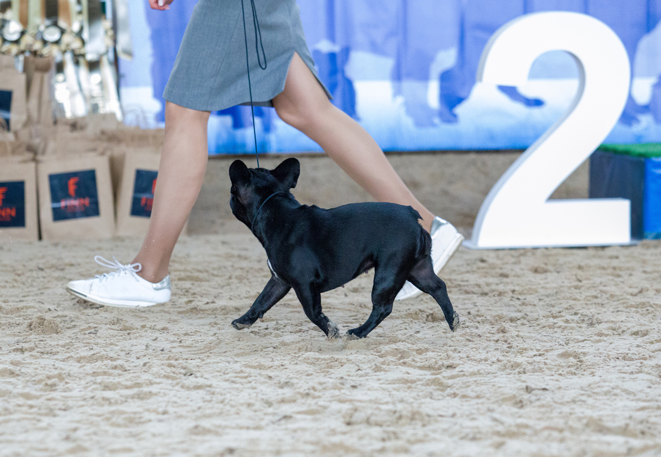 Выставки. Фотограф — анималист Татьяна Ли