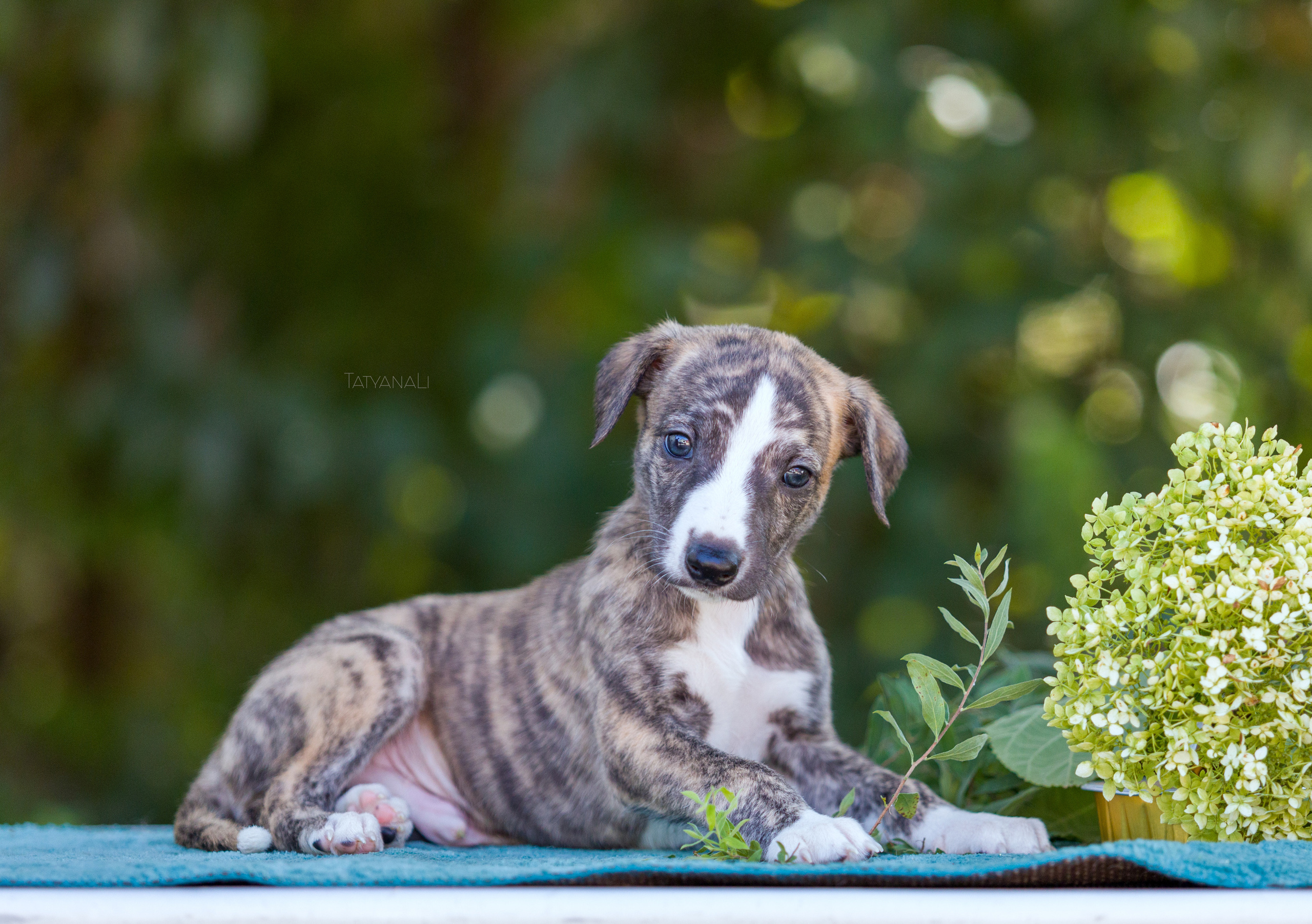 Уиппет. Фотограф — анималист Татьяна Ли