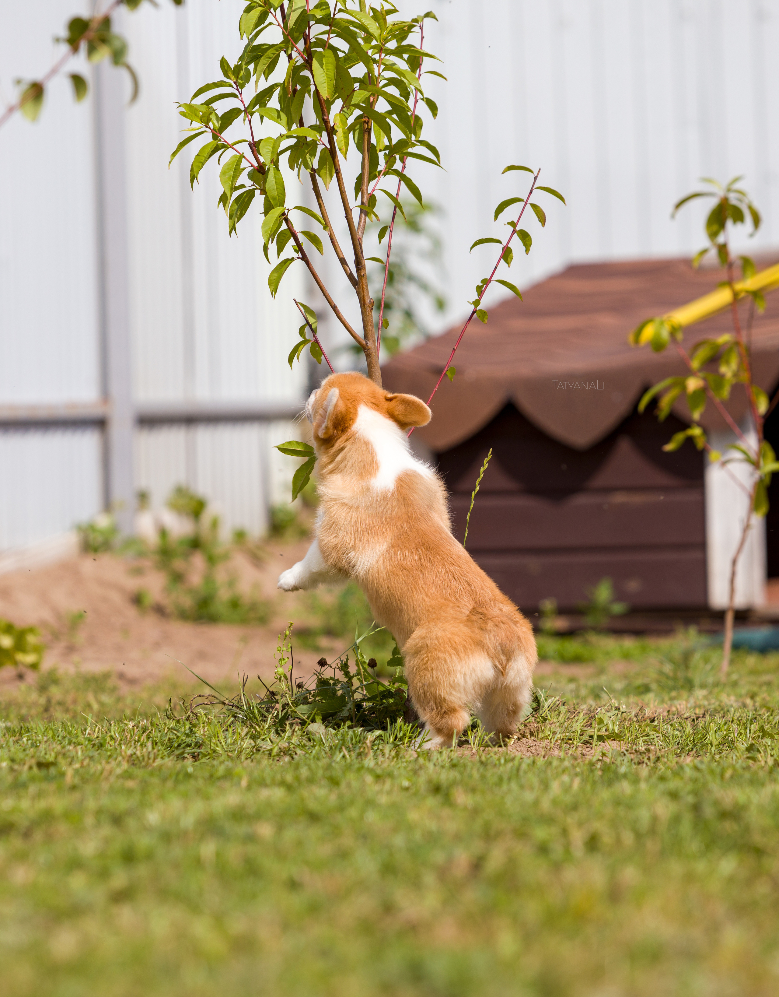 Вельш-корги пемброк. Фотограф — анималист Татьяна Ли