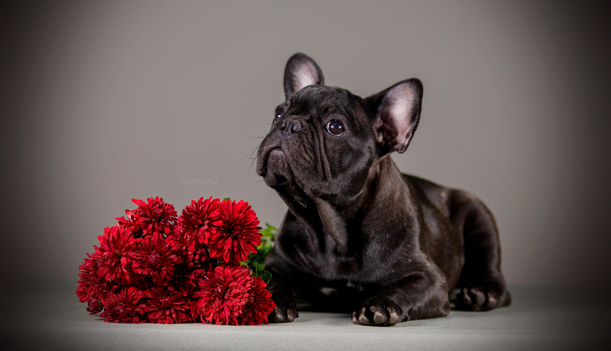 Фотограф — анималист Татьяна Ли