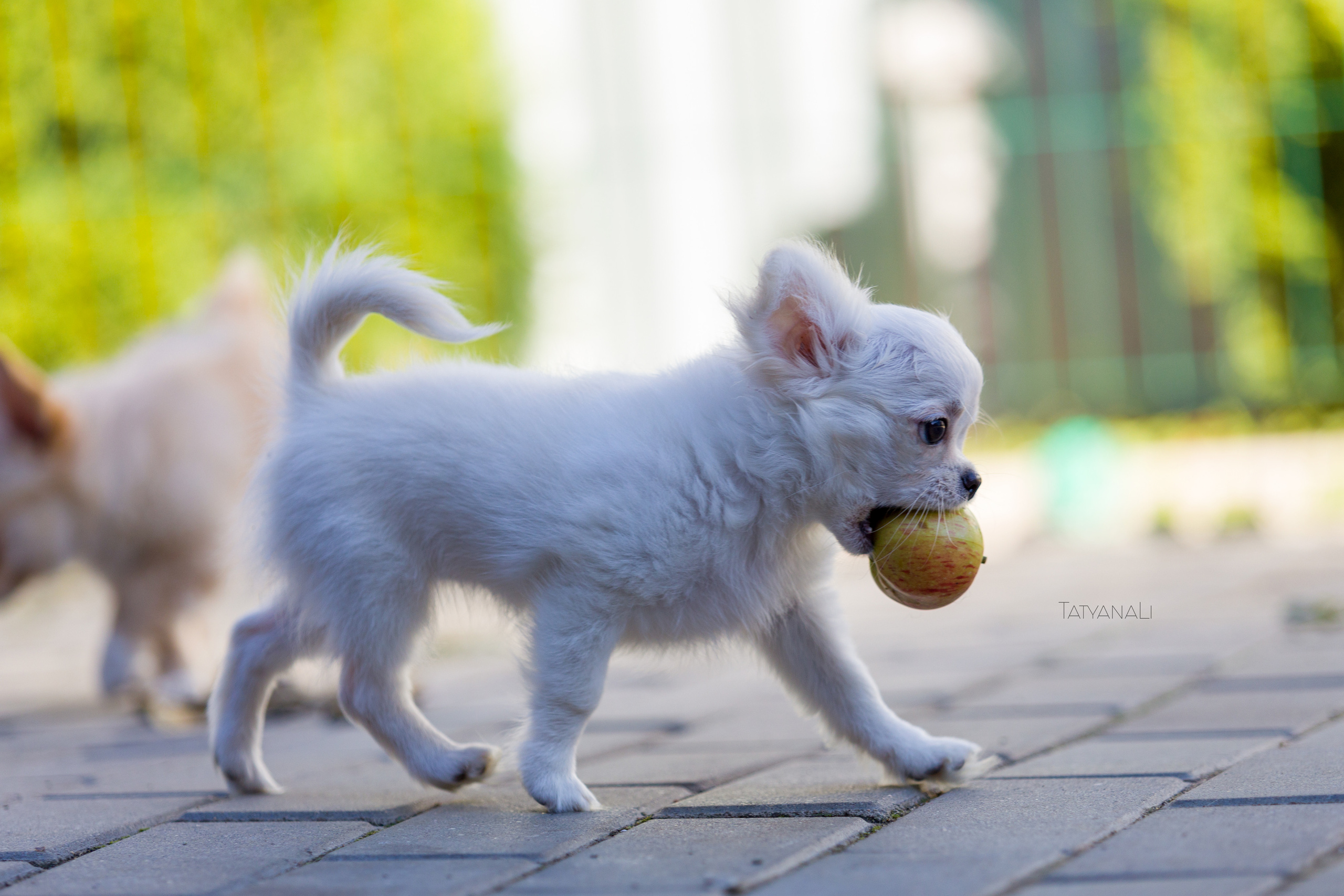 Ассорти. Фотограф — анималист Татьяна Ли