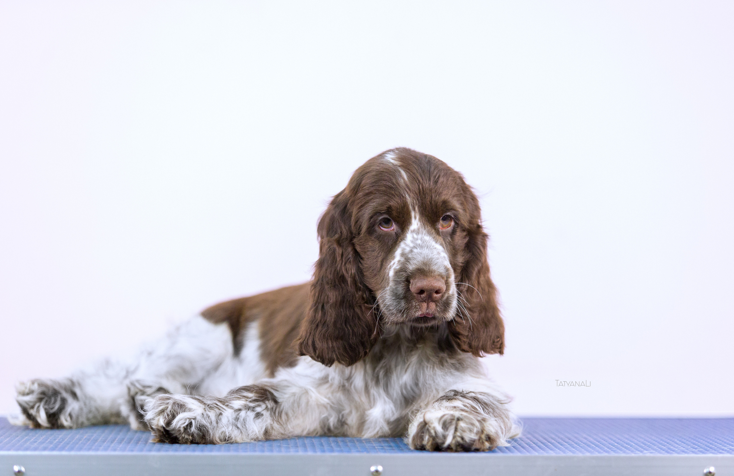 Английский кокер-спаниель. Фотограф — анималист Татьяна Ли