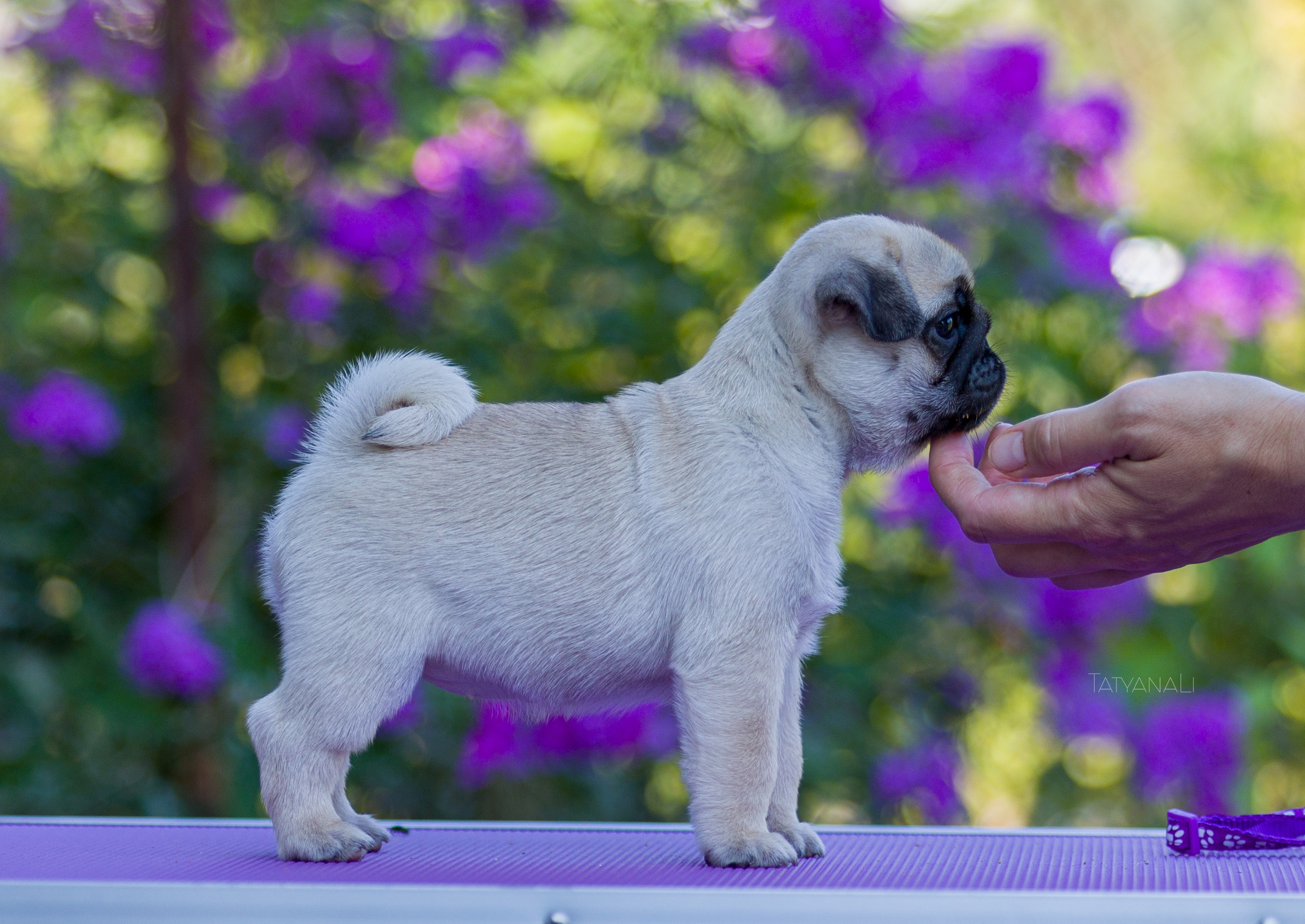 Мопс. Фотограф — анималист Татьяна Ли
