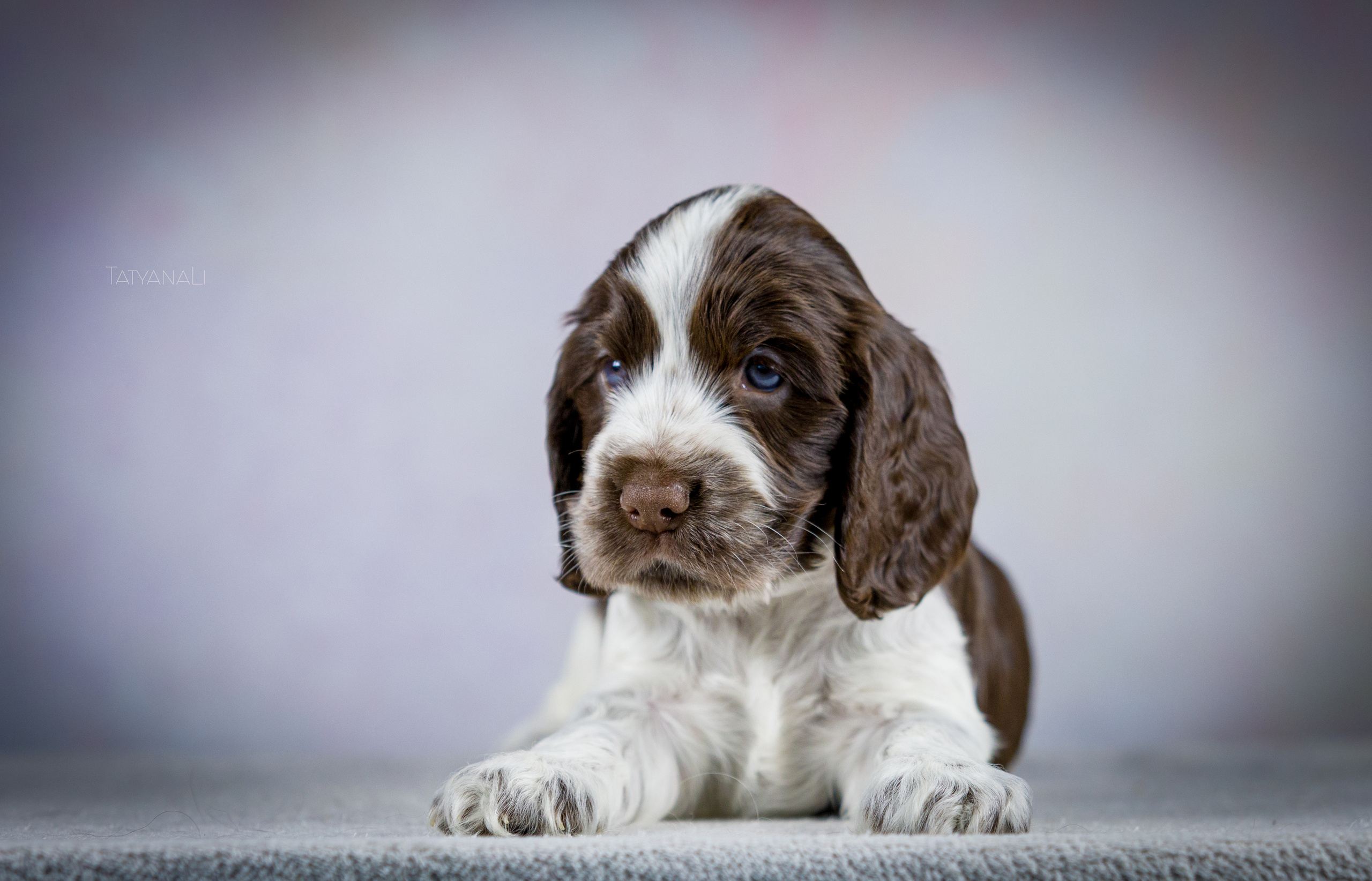 Английский кокер-спаниель. Фотограф — анималист Татьяна Ли
