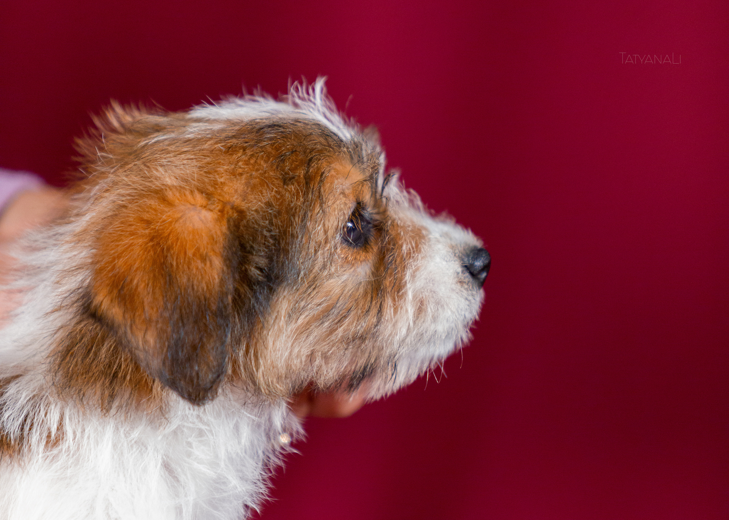 Джек-рассел-терьер. Фотограф — анималист Татьяна Ли