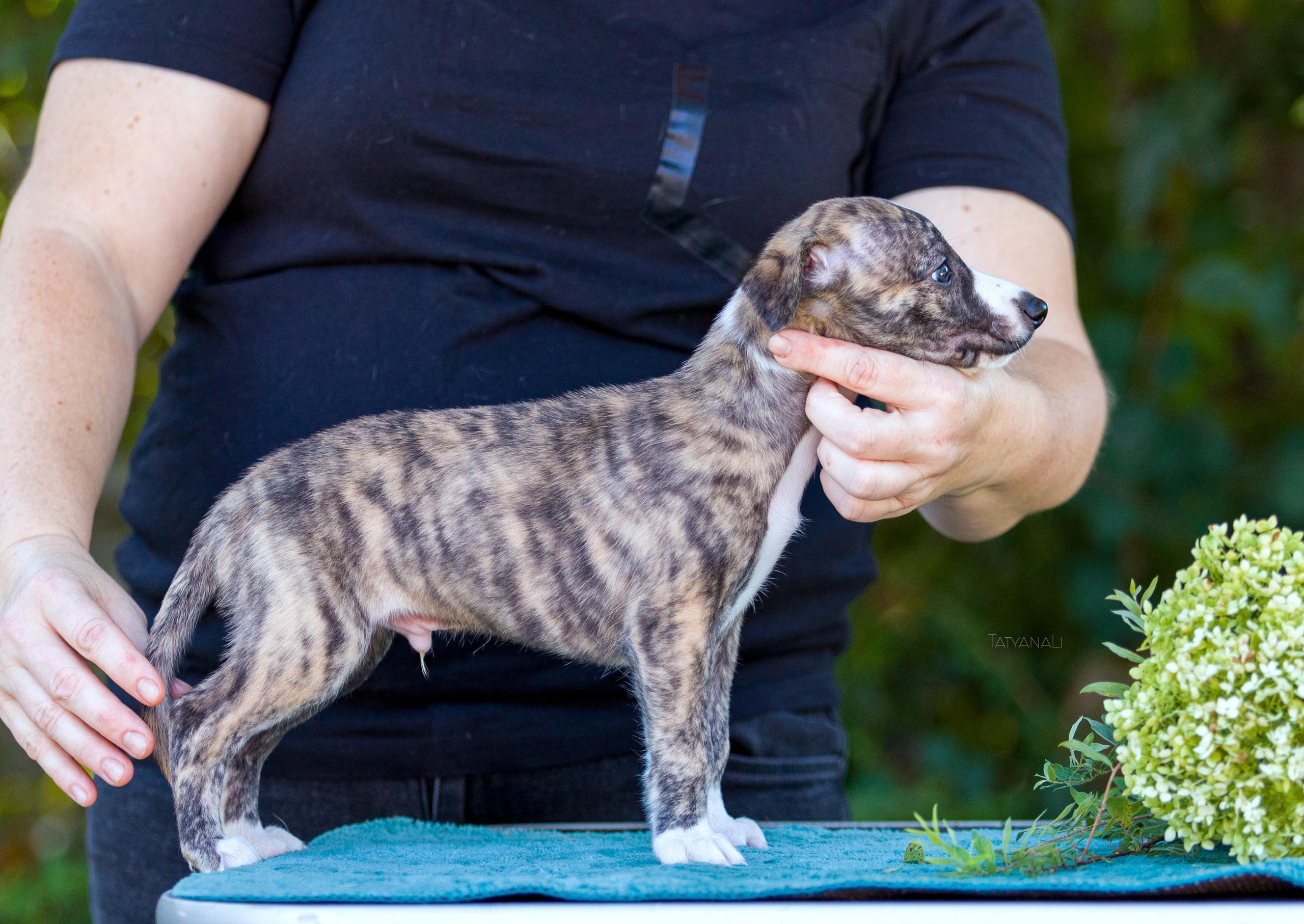 Уиппет. Фотограф — анималист Татьяна Ли