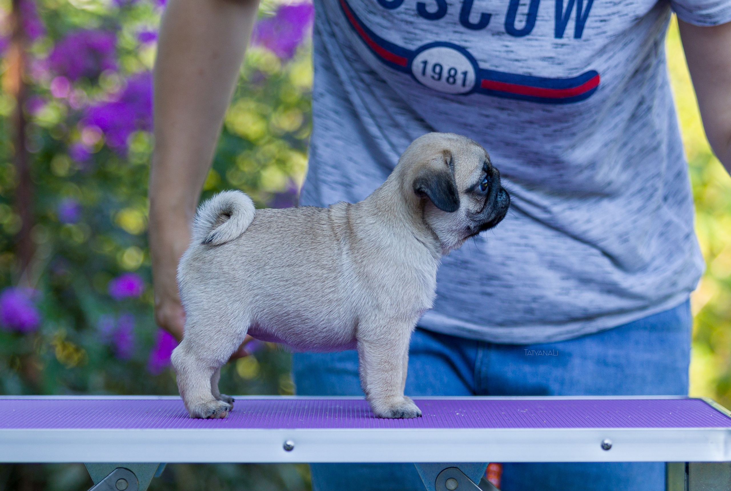 Мопс. Фотограф — анималист Татьяна Ли