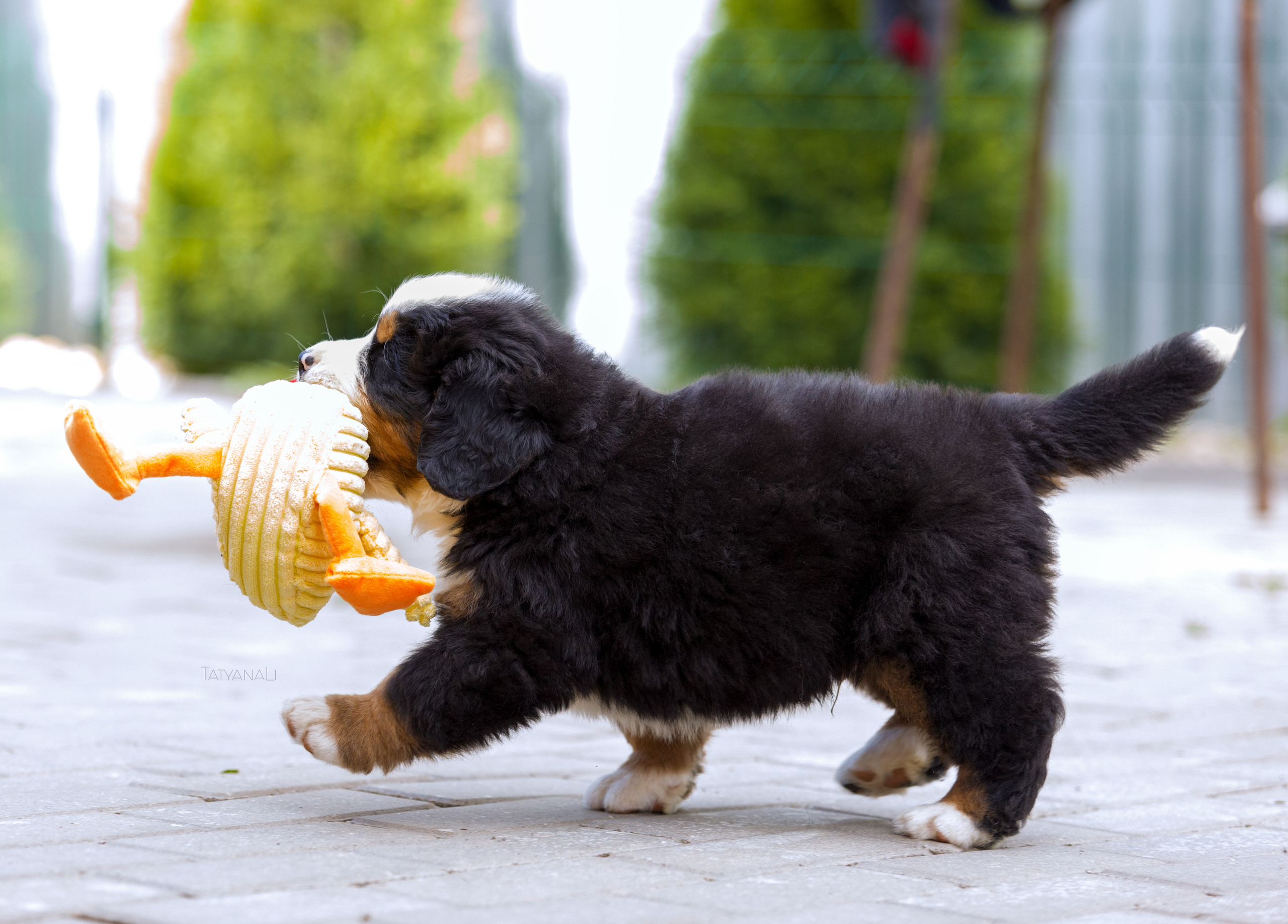 Бернский зенненхунд. Фотограф — анималист Татьяна Ли