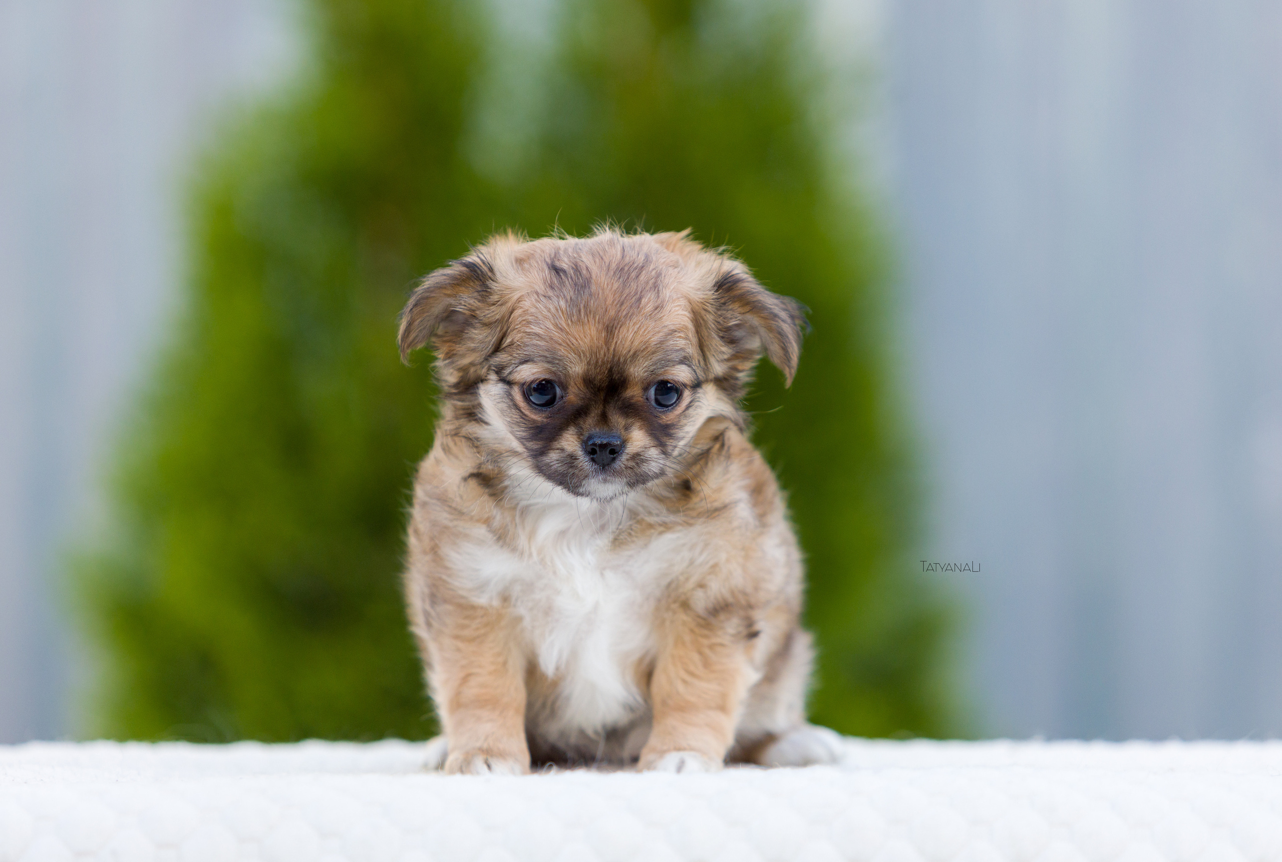 Чихуахуа дш. Фотограф — анималист Татьяна Ли