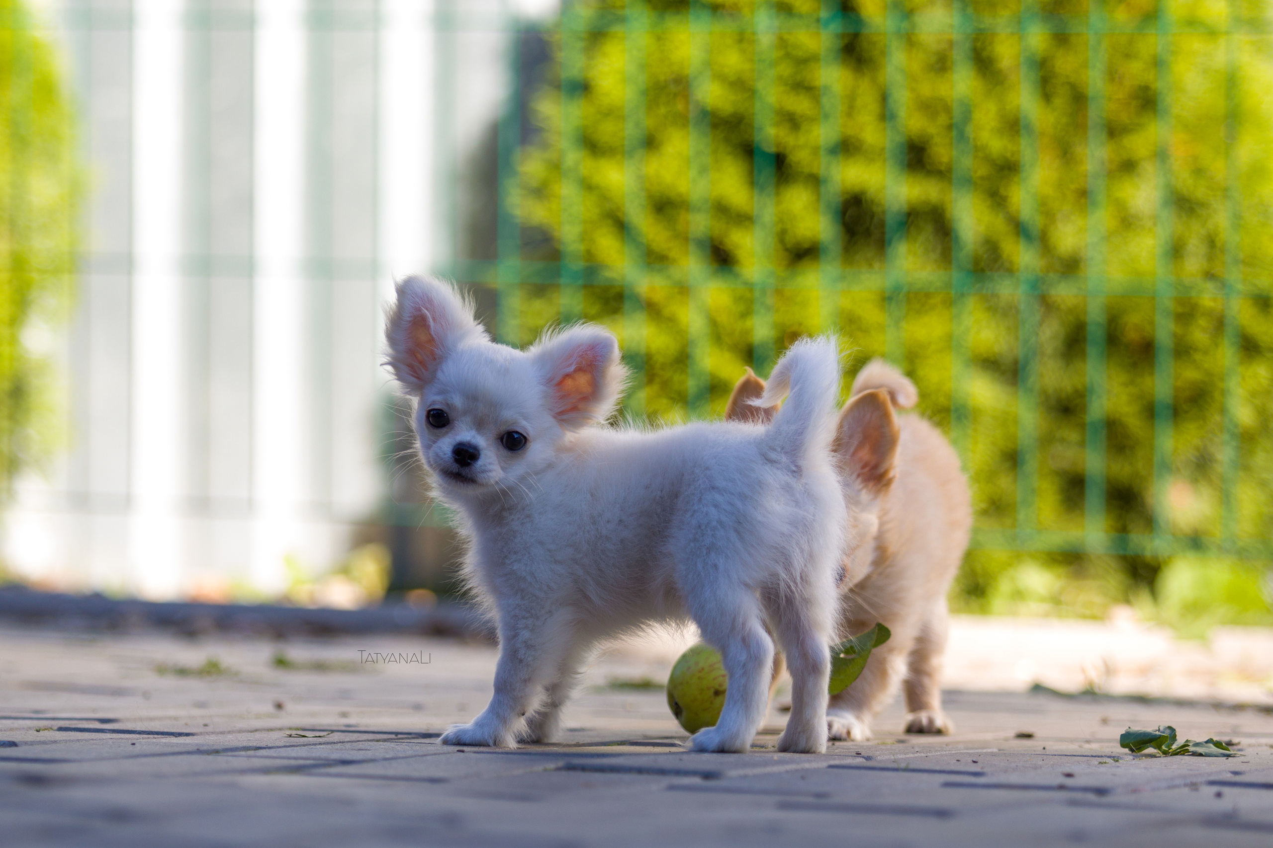 Ассорти. Фотограф — анималист Татьяна Ли