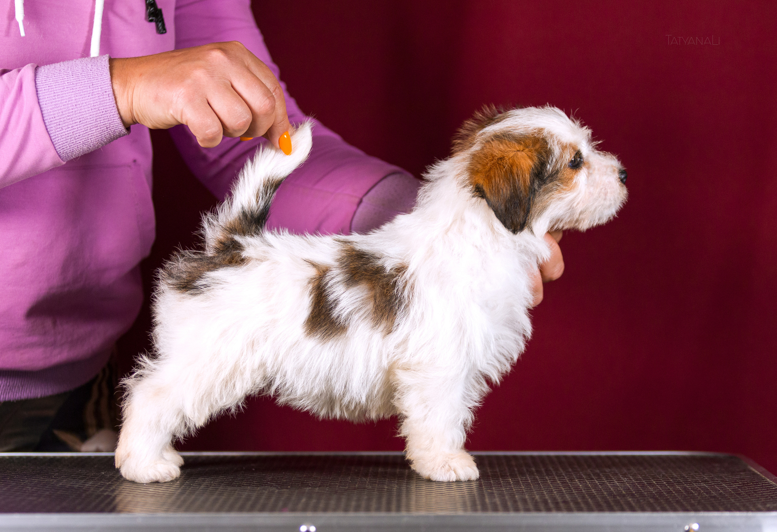 Джек-рассел-терьер. Фотограф — анималист Татьяна Ли