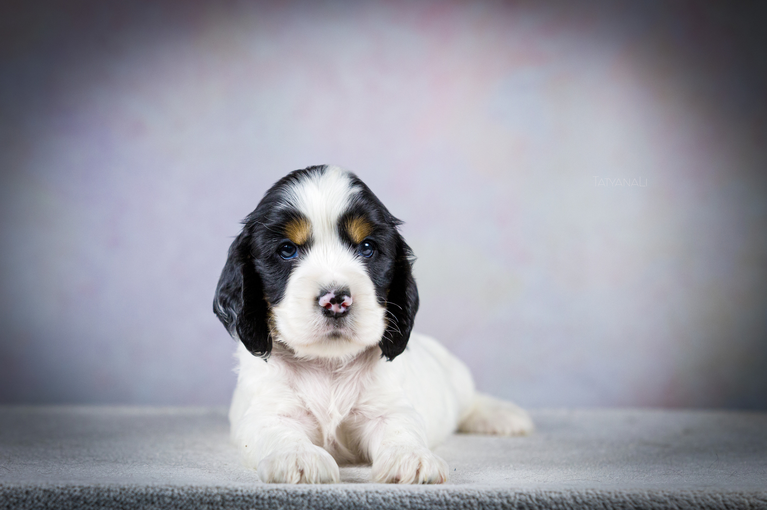 Английский кокер-спаниель. Фотограф — анималист Татьяна Ли