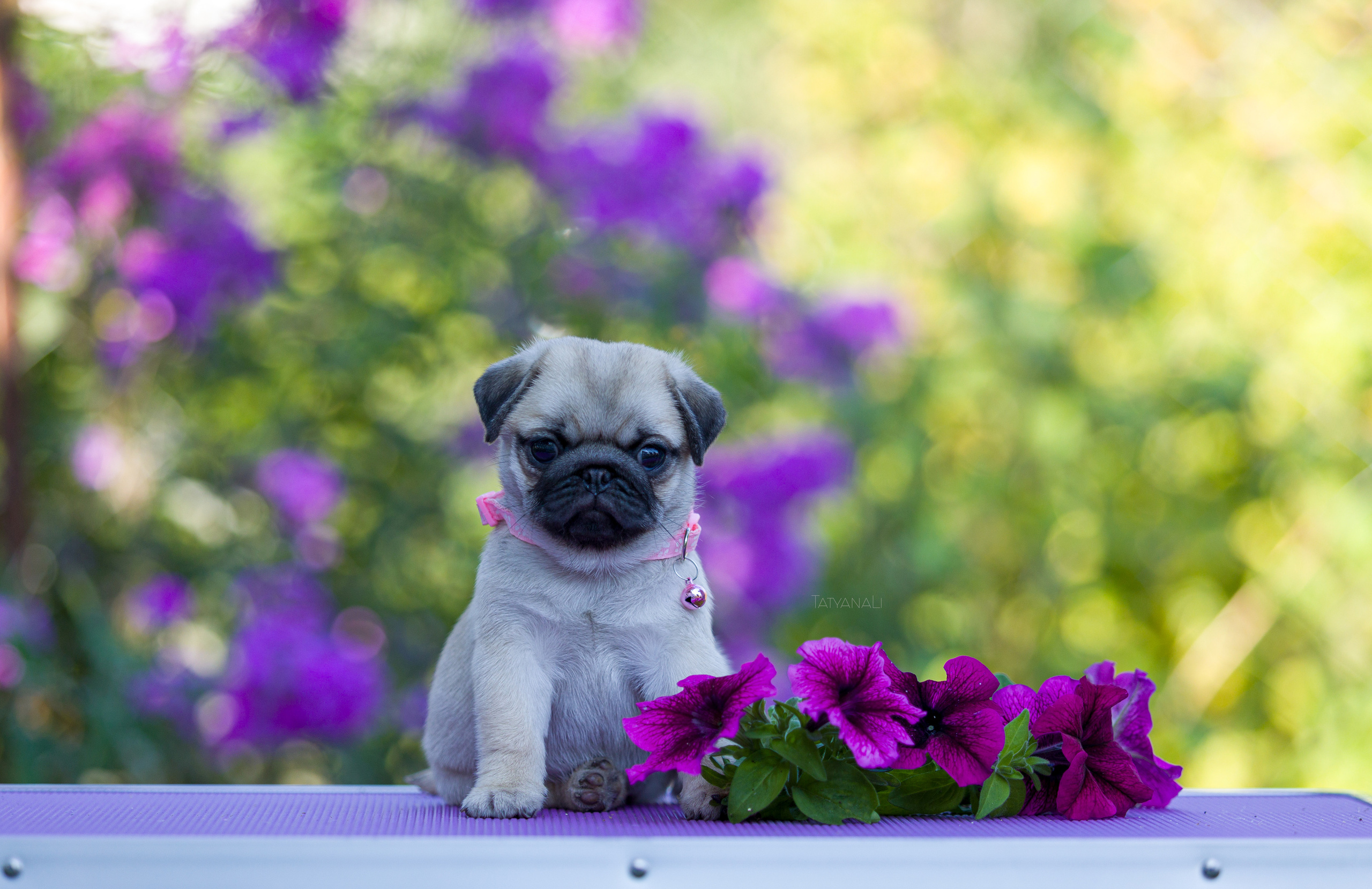 Мопс. Фотограф — анималист Татьяна Ли