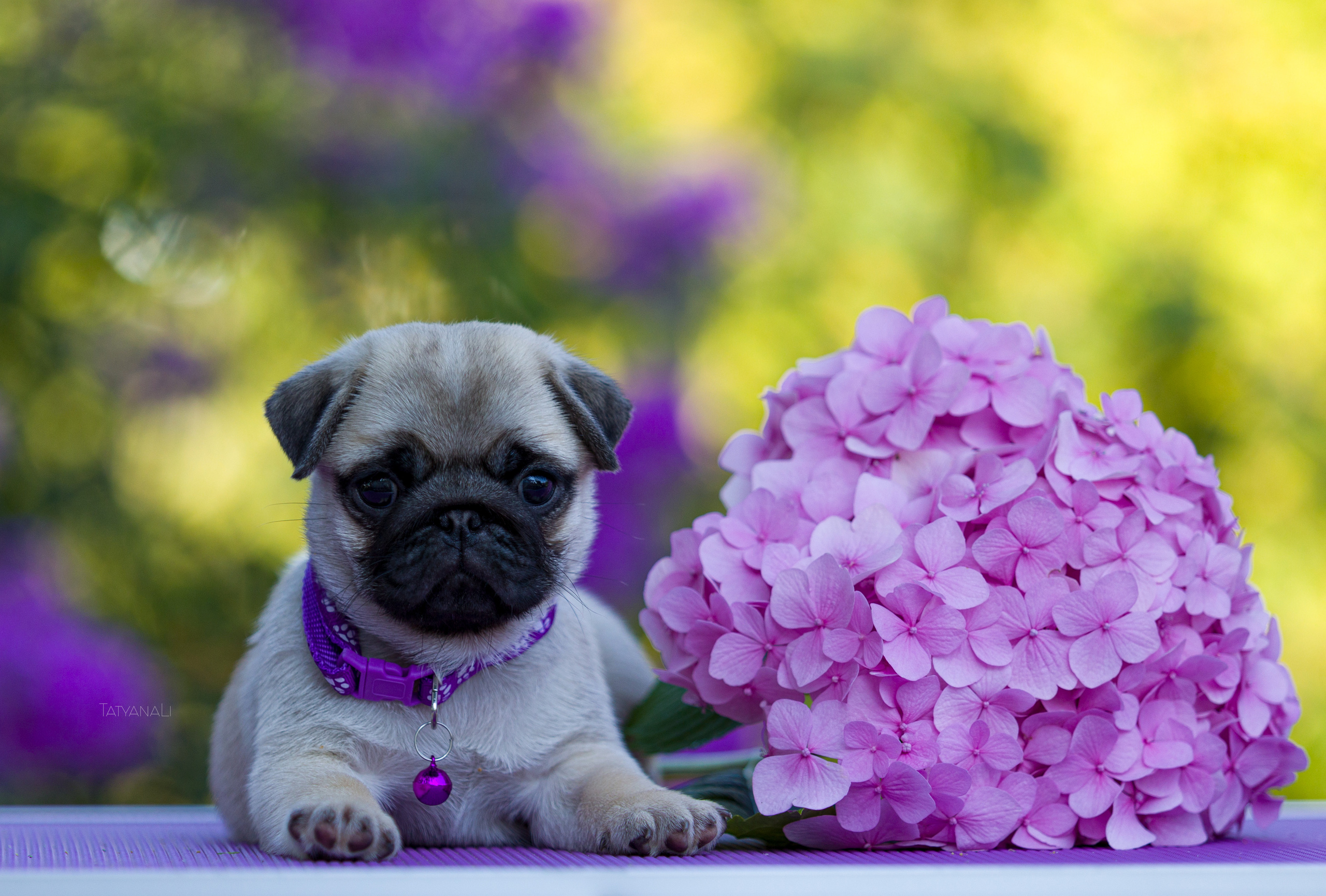Мопс. Фотограф — анималист Татьяна Ли