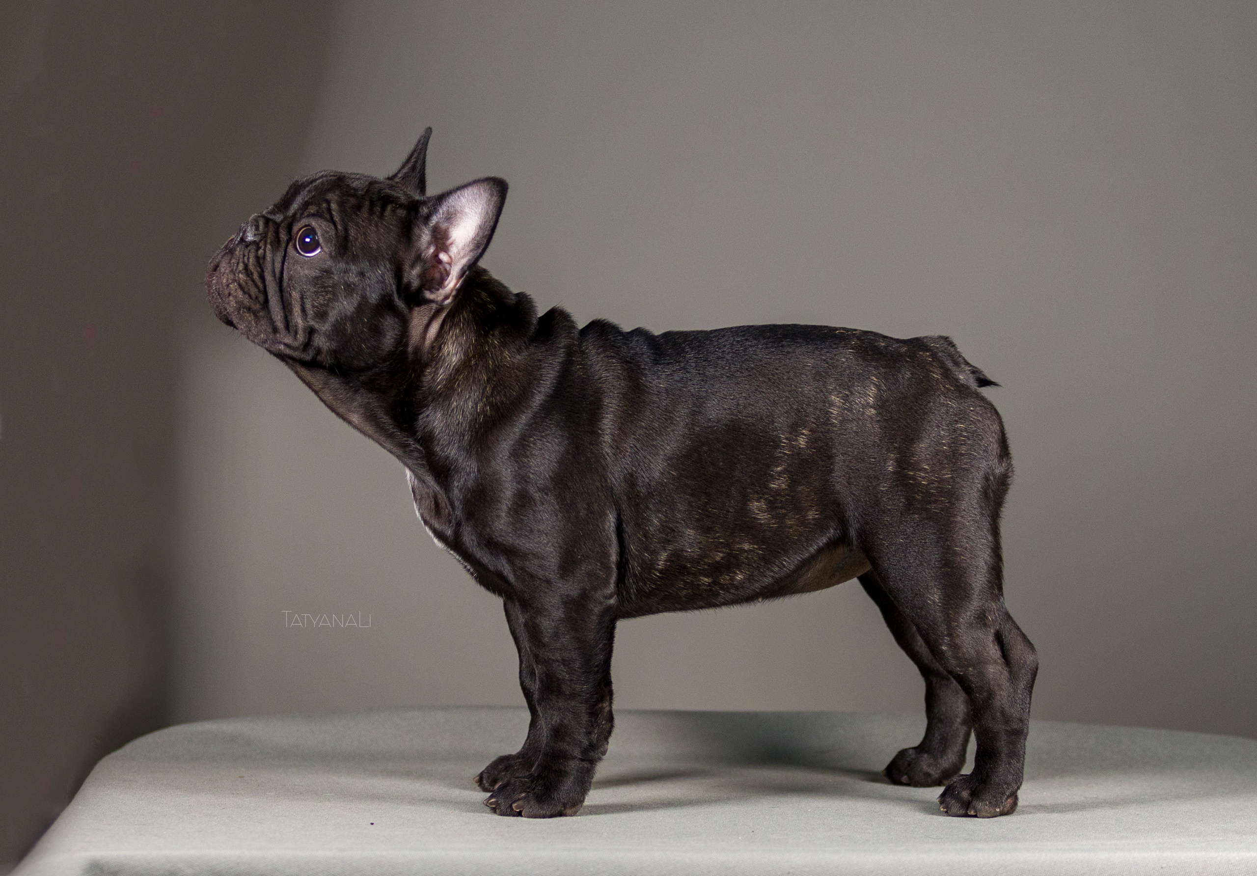 Французкий бульдог. Фотограф — анималист Татьяна Ли