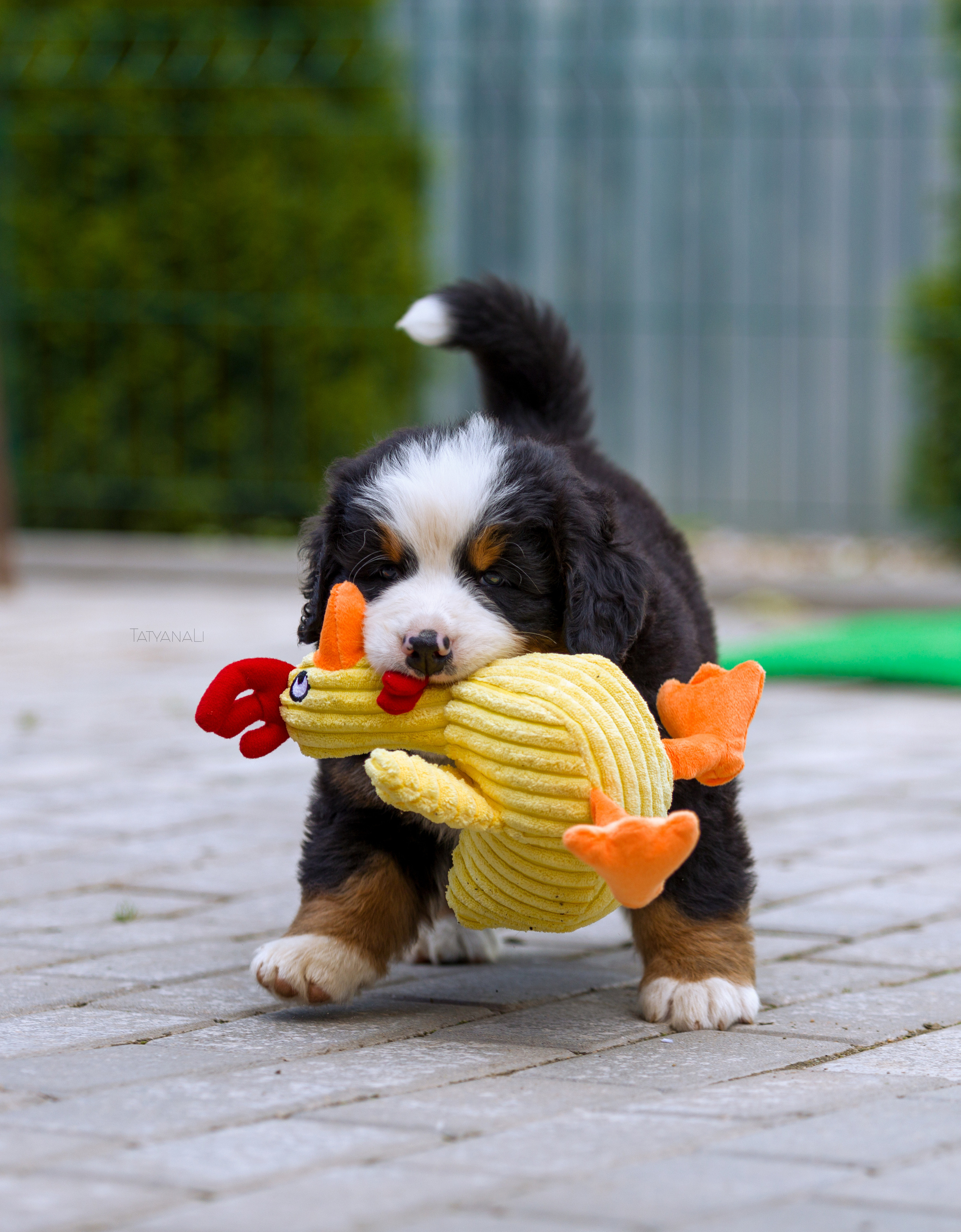 Бернский зенненхунд. Фотограф — анималист Татьяна Ли