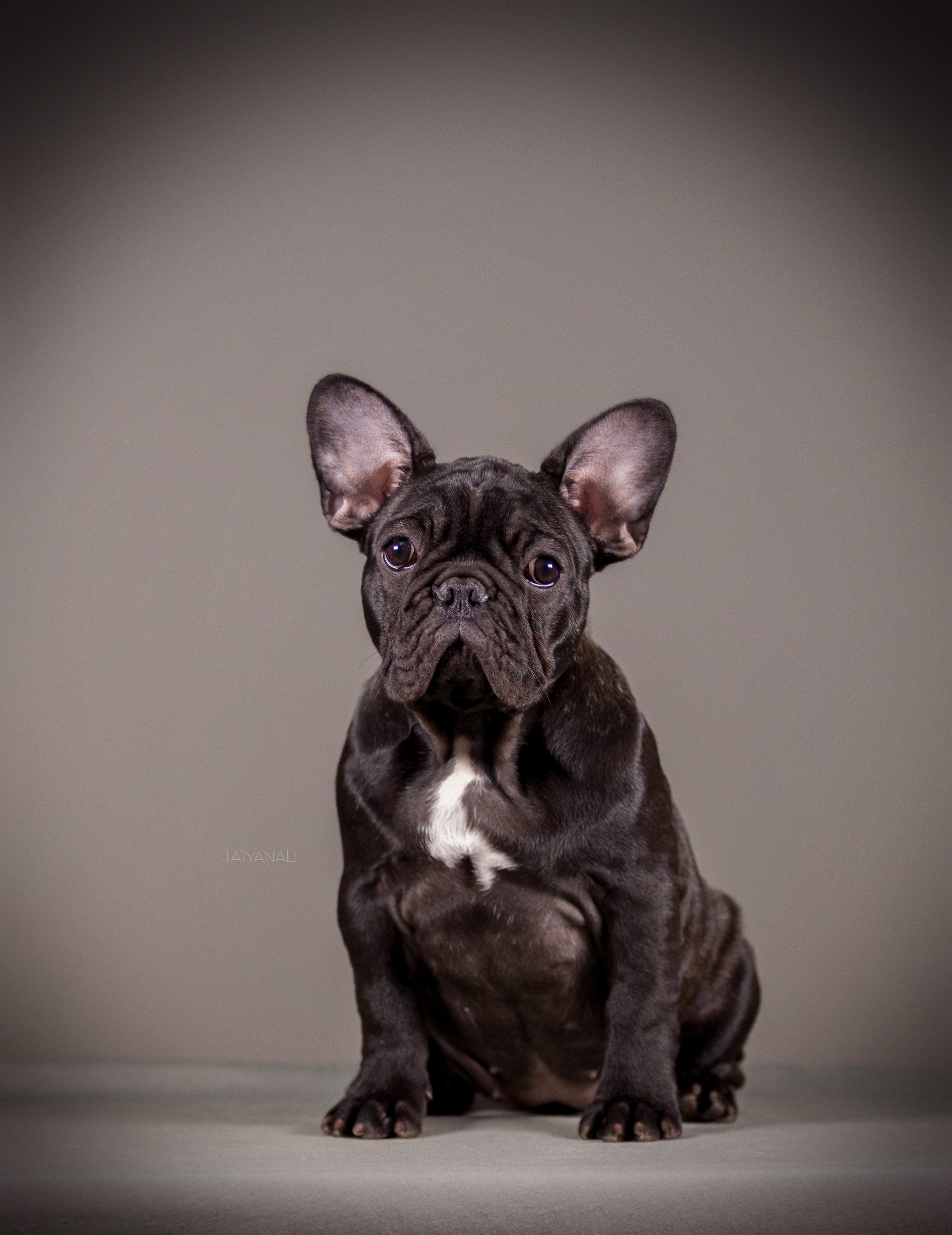 Французкий бульдог. Фотограф — анималист Татьяна Ли