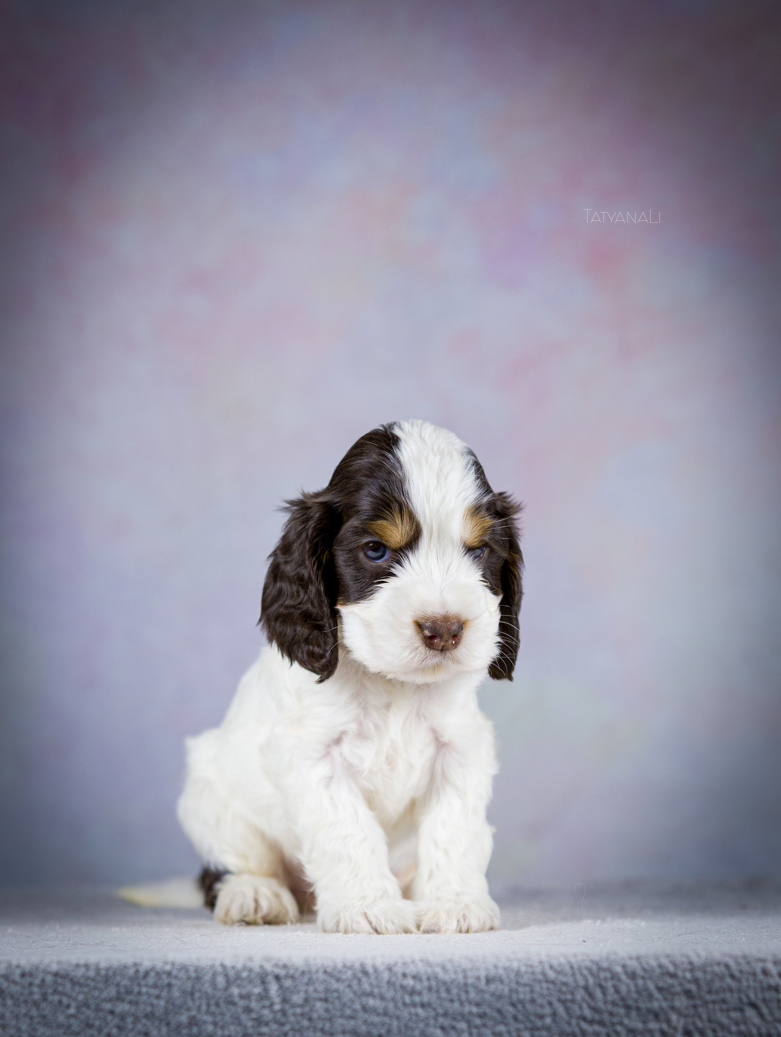 Английский кокер-спаниель. Фотограф — анималист Татьяна Ли