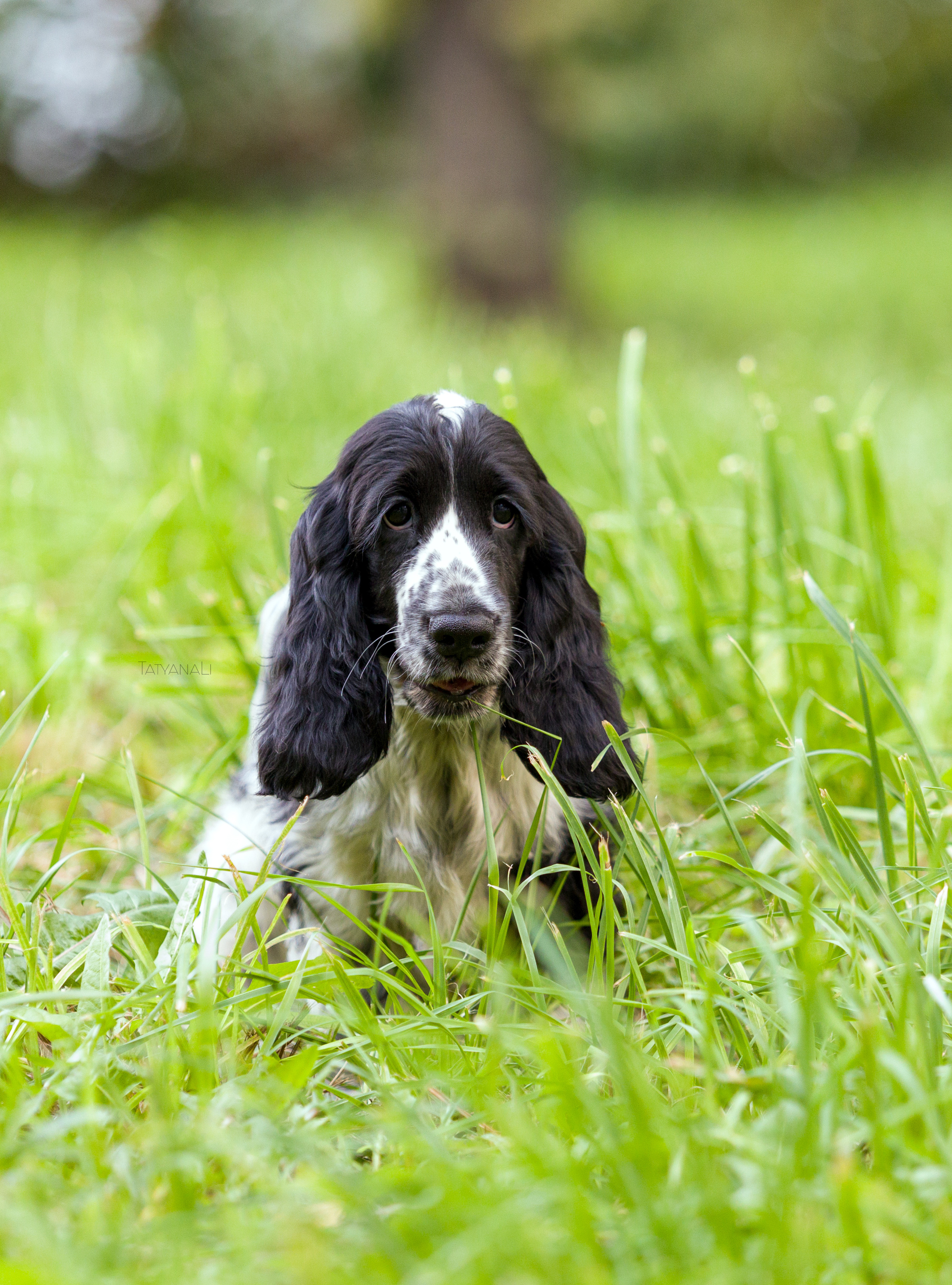 Английский кокер-спаниель. Фотограф — анималист Татьяна Ли