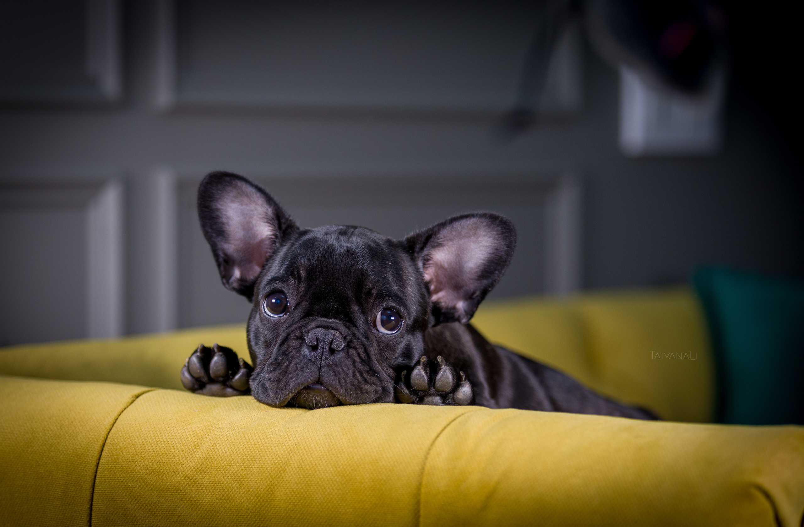 Французкий бульдог. Фотограф — анималист Татьяна Ли