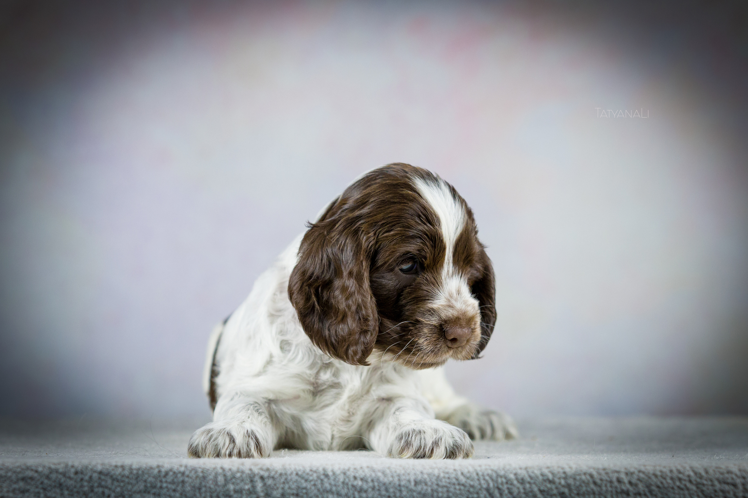 Английский кокер-спаниель. Фотограф — анималист Татьяна Ли