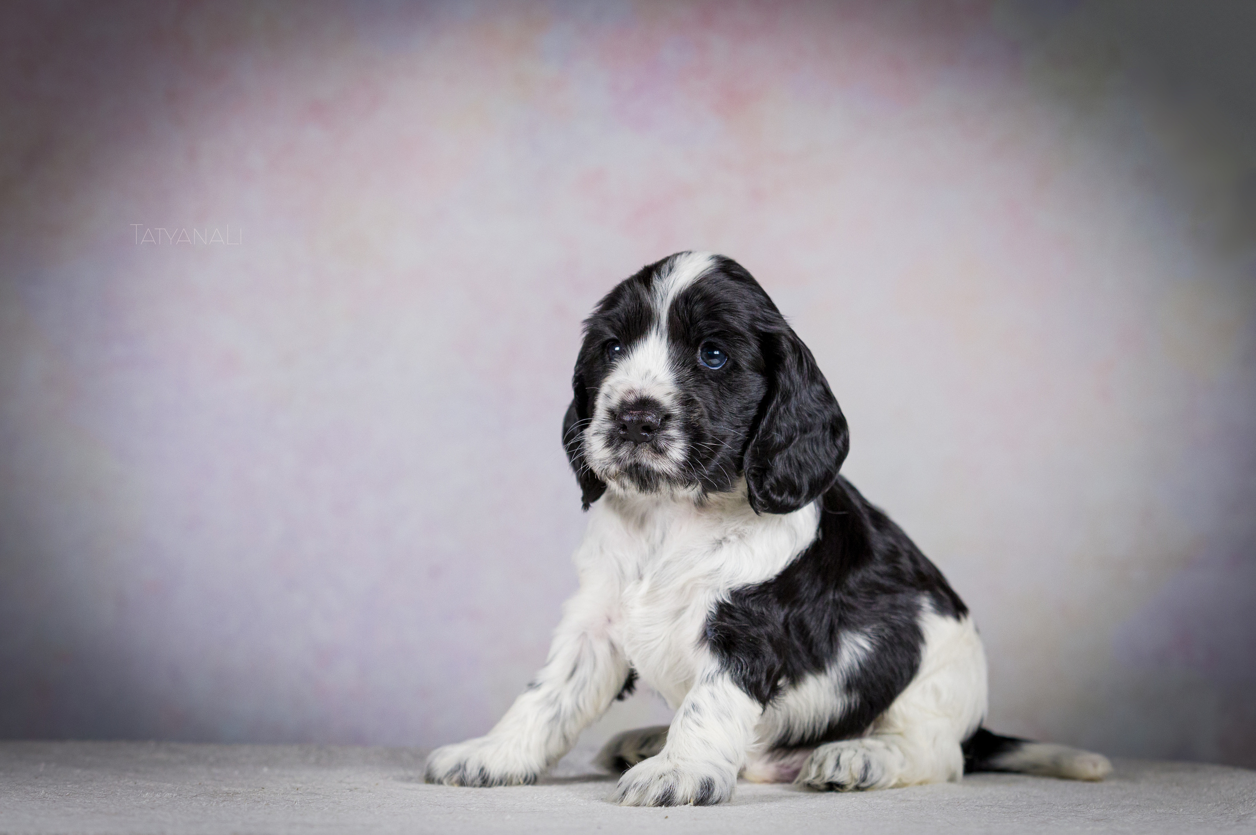 Английский кокер-спаниель. Фотограф — анималист Татьяна Ли