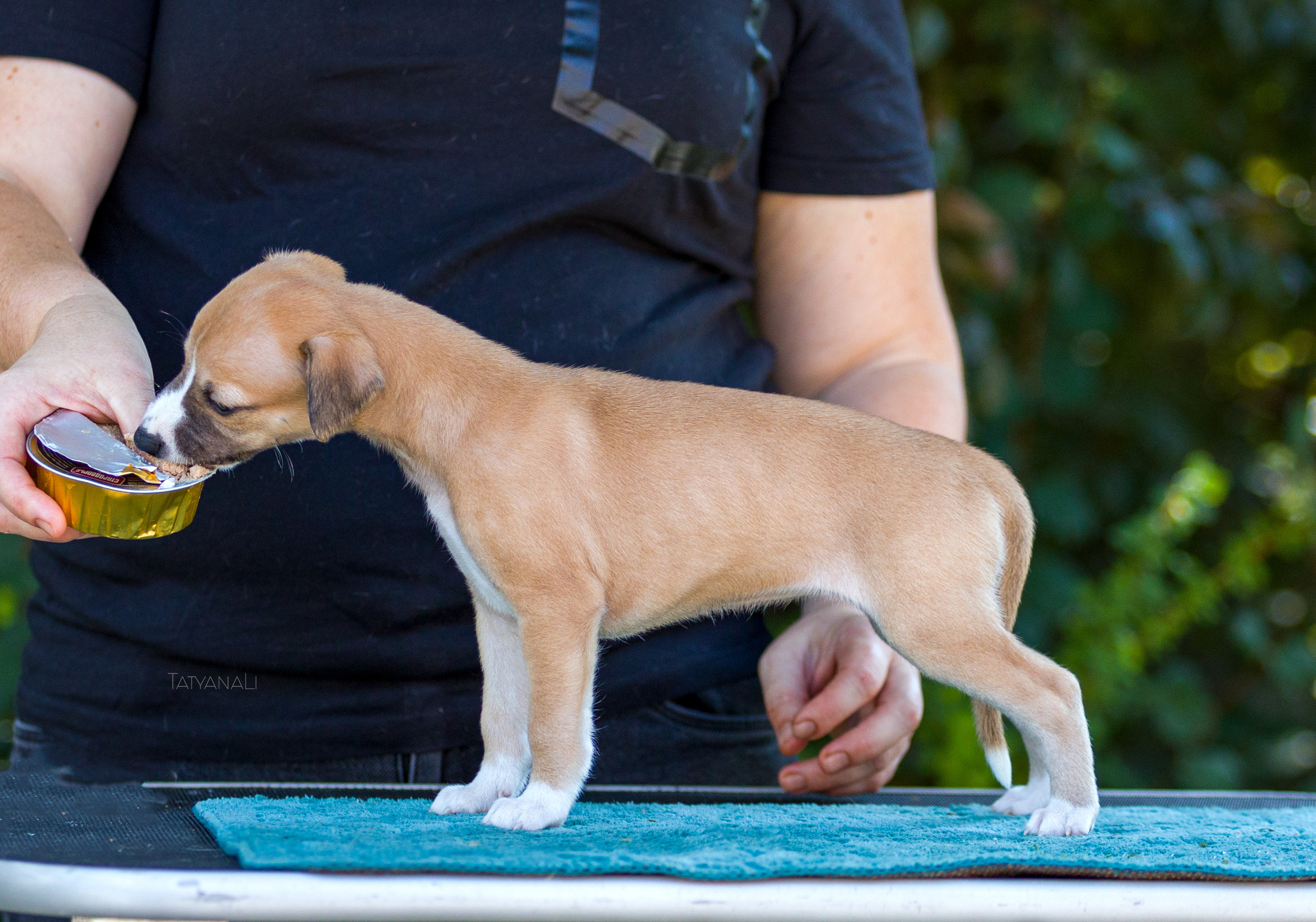 Уиппет. Фотограф — анималист Татьяна Ли