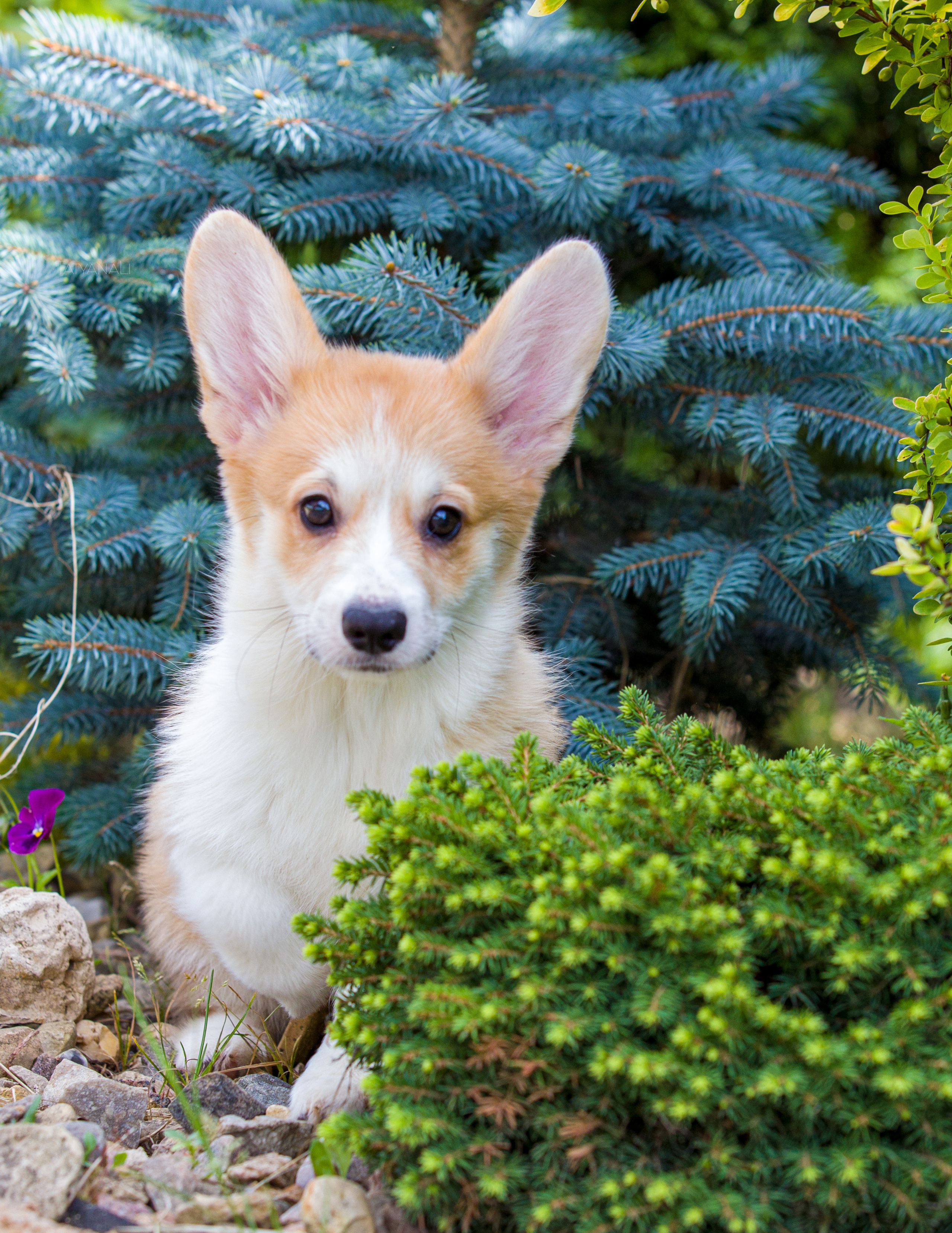 Вельш-корги пемброк. Фотограф — анималист Татьяна Ли