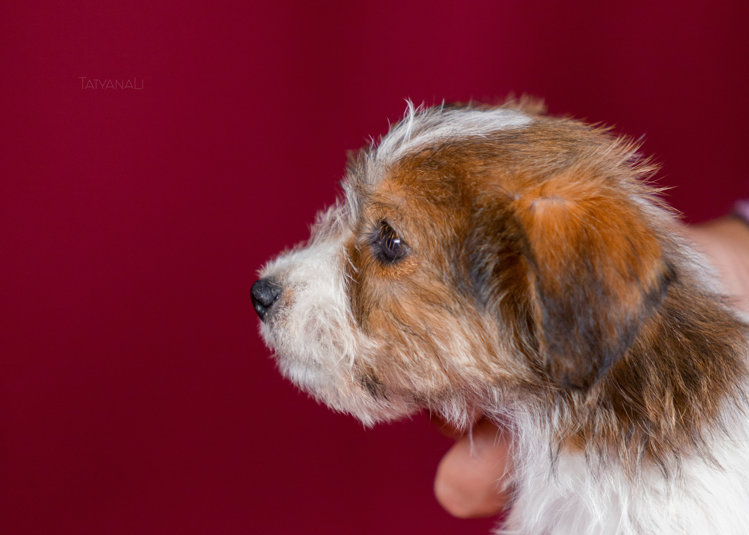 Джек-рассел-терьер. Фотограф — анималист Татьяна Ли