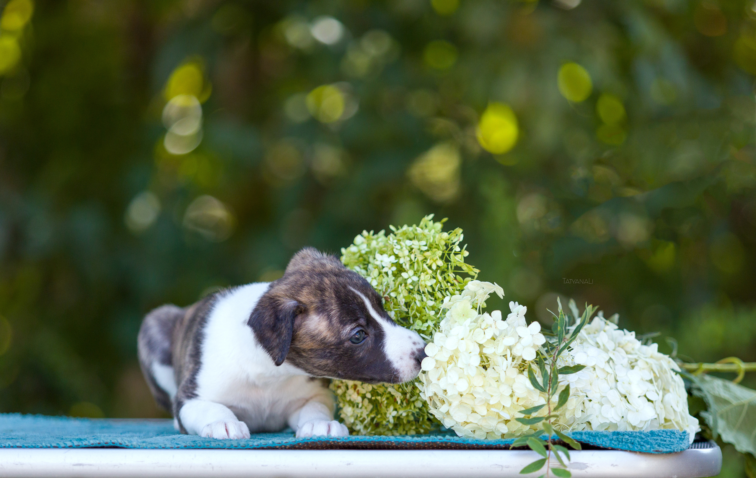 Уиппет. Фотограф — анималист Татьяна Ли