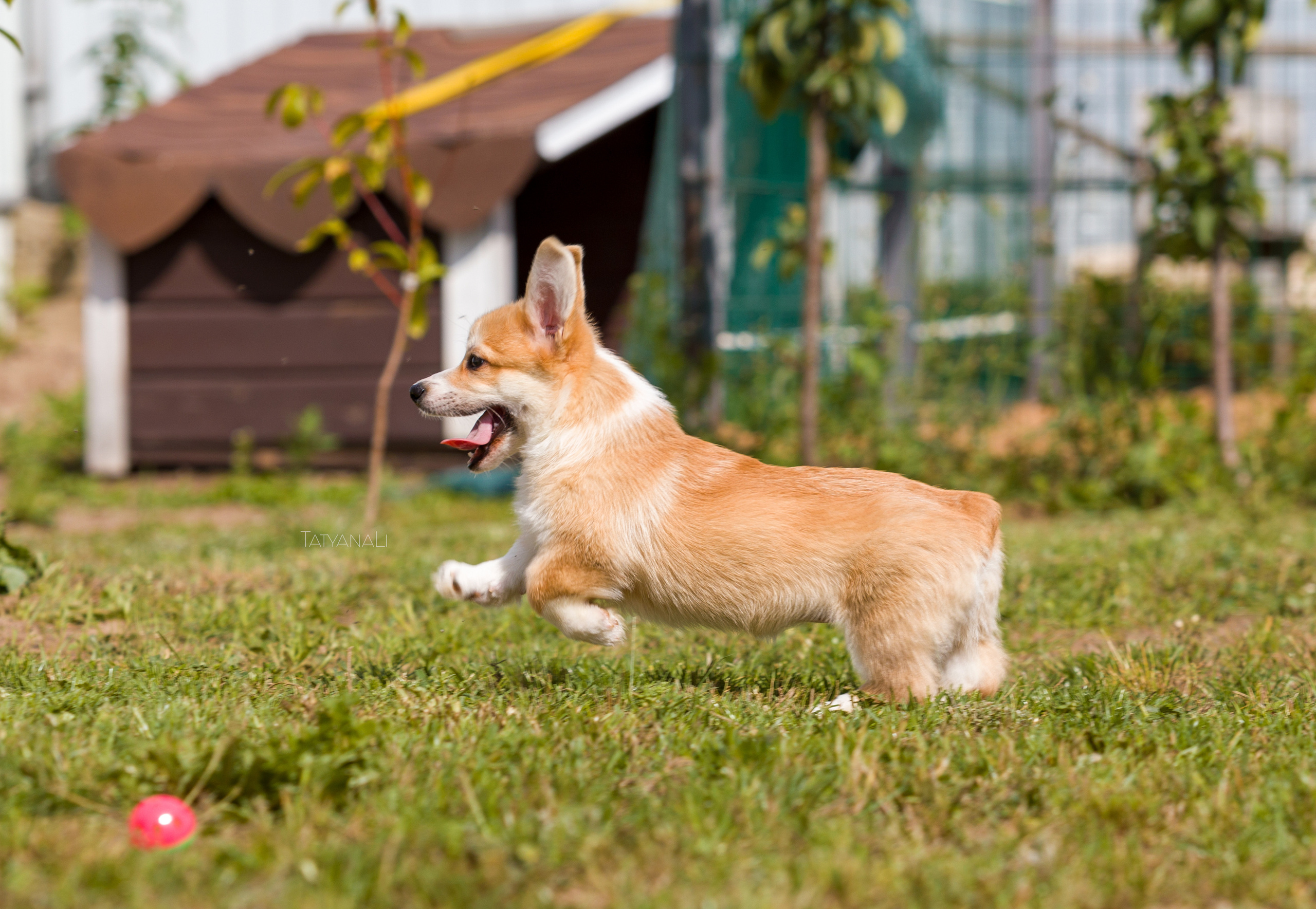 Вельш-корги пемброк. Фотограф — анималист Татьяна Ли