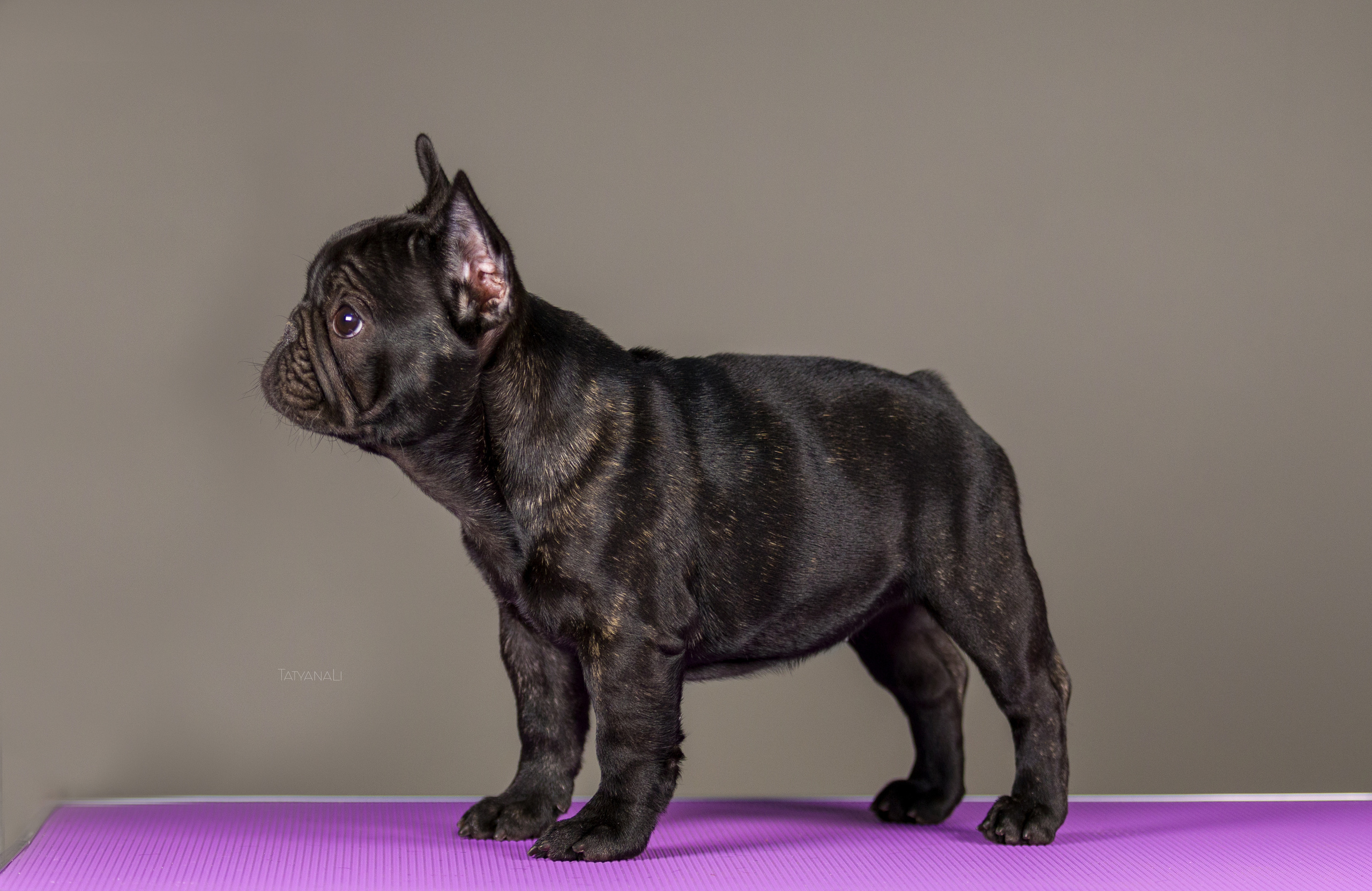 Французкий бульдог. Фотограф — анималист Татьяна Ли