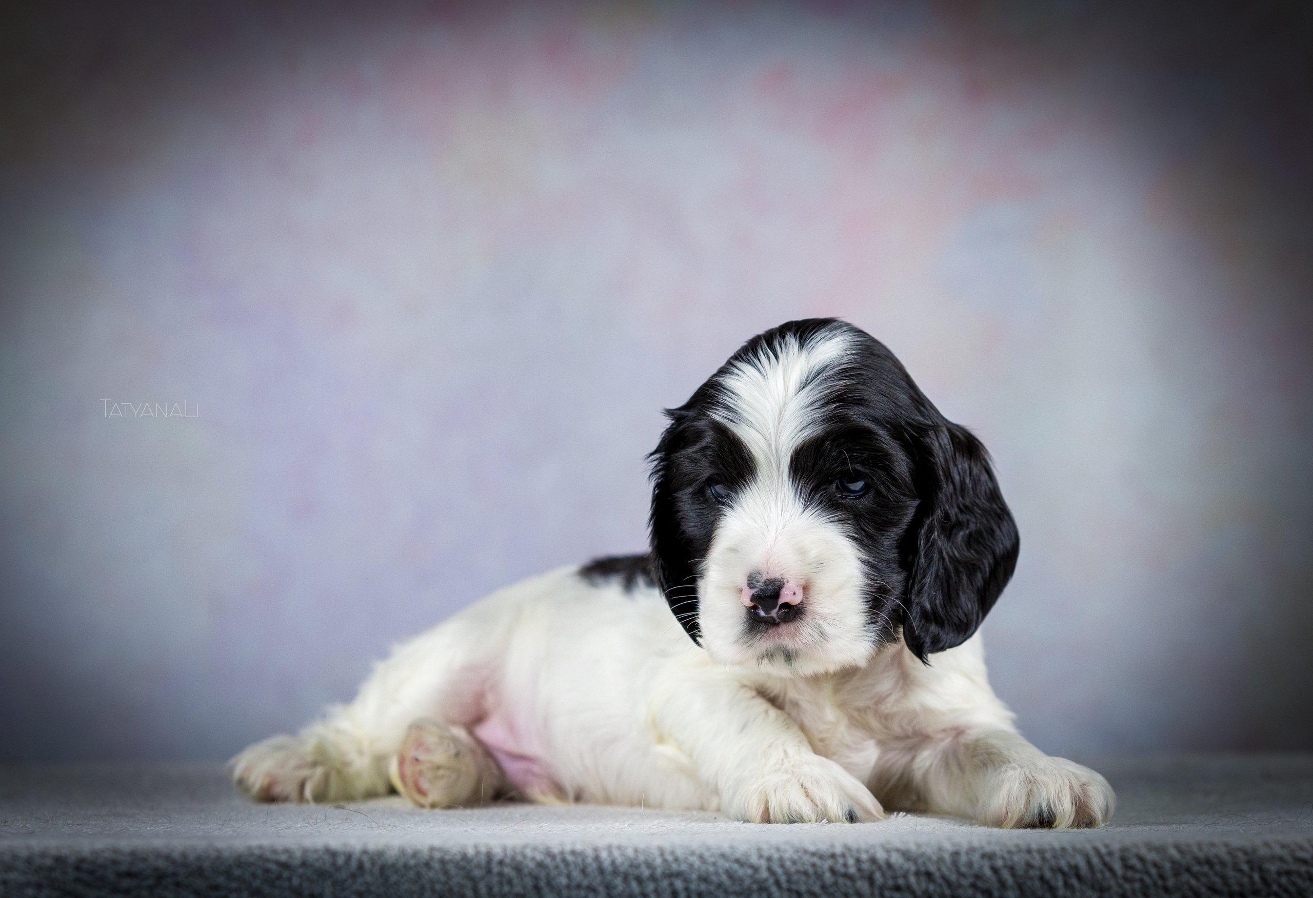 Английский кокер-спаниель. Фотограф — анималист Татьяна Ли