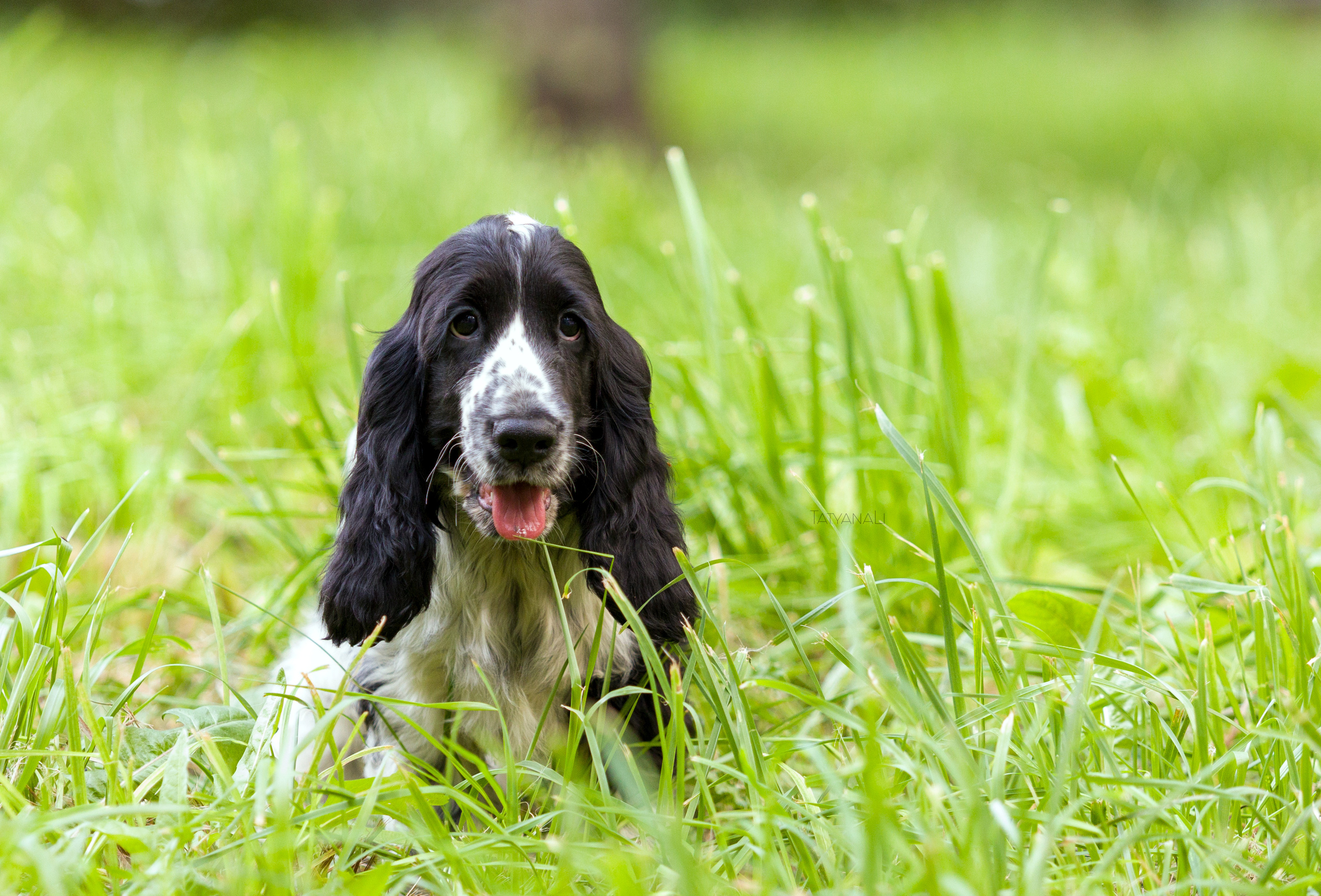 Английский кокер-спаниель. Фотограф — анималист Татьяна Ли