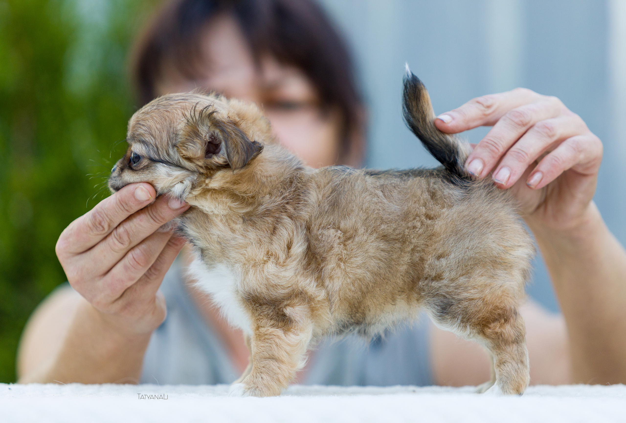 Чихуахуа дш. Фотограф — анималист Татьяна Ли