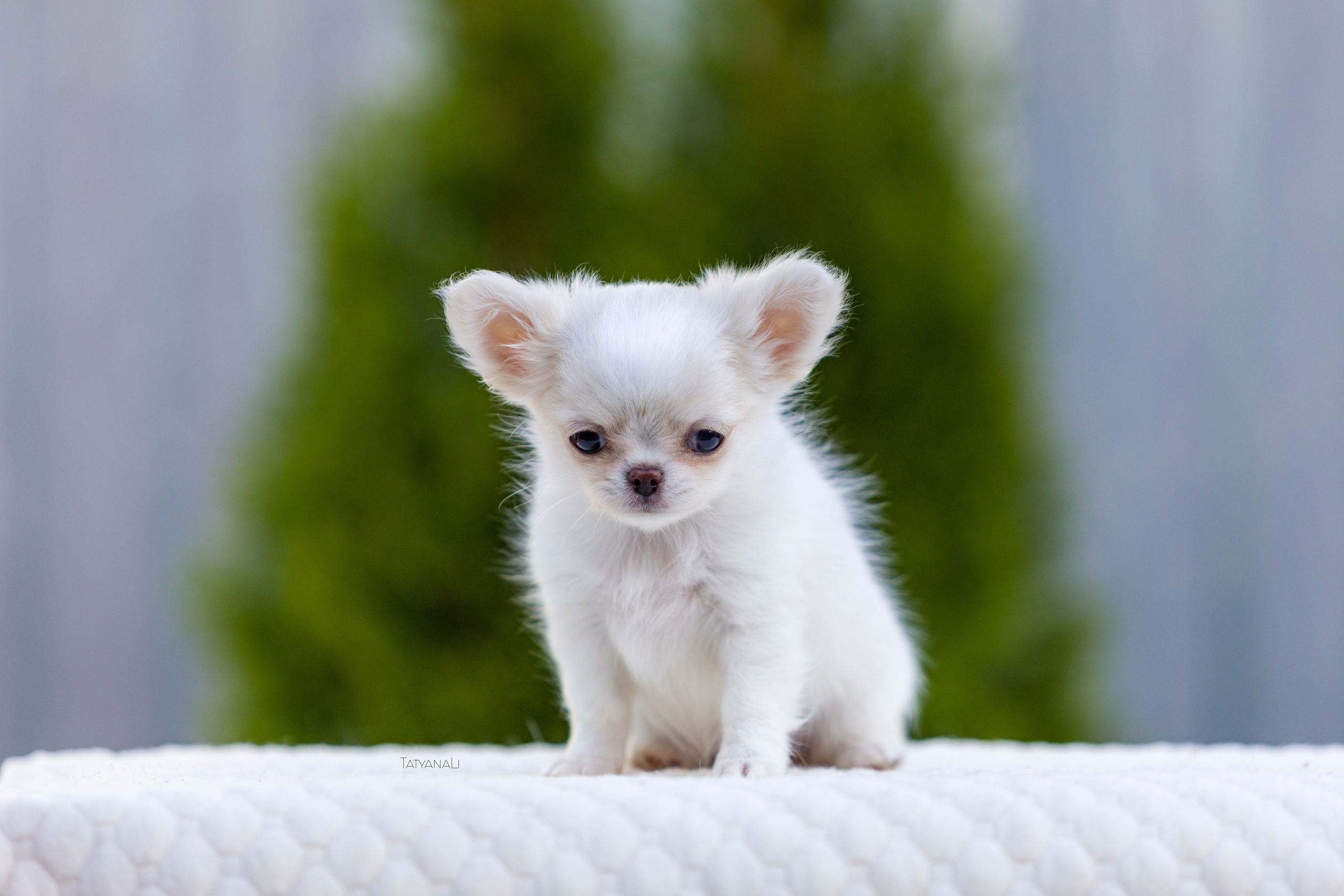 Чихуахуа дш. Фотограф — анималист Татьяна Ли