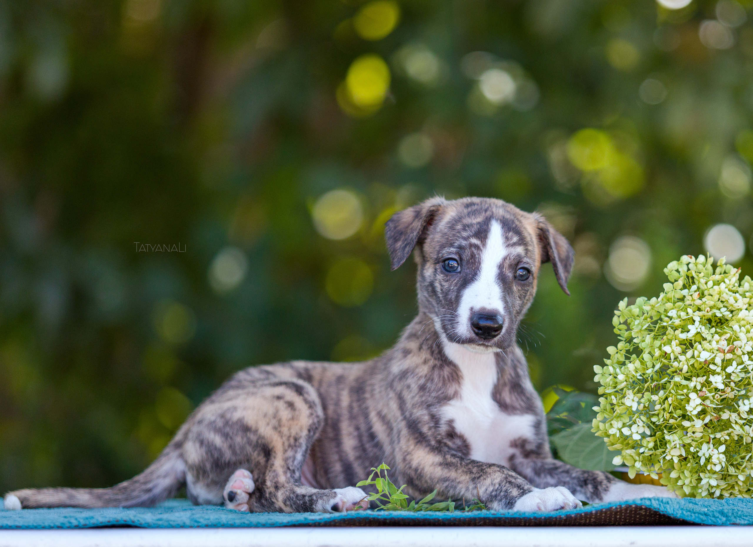 Уиппет. Фотограф — анималист Татьяна Ли