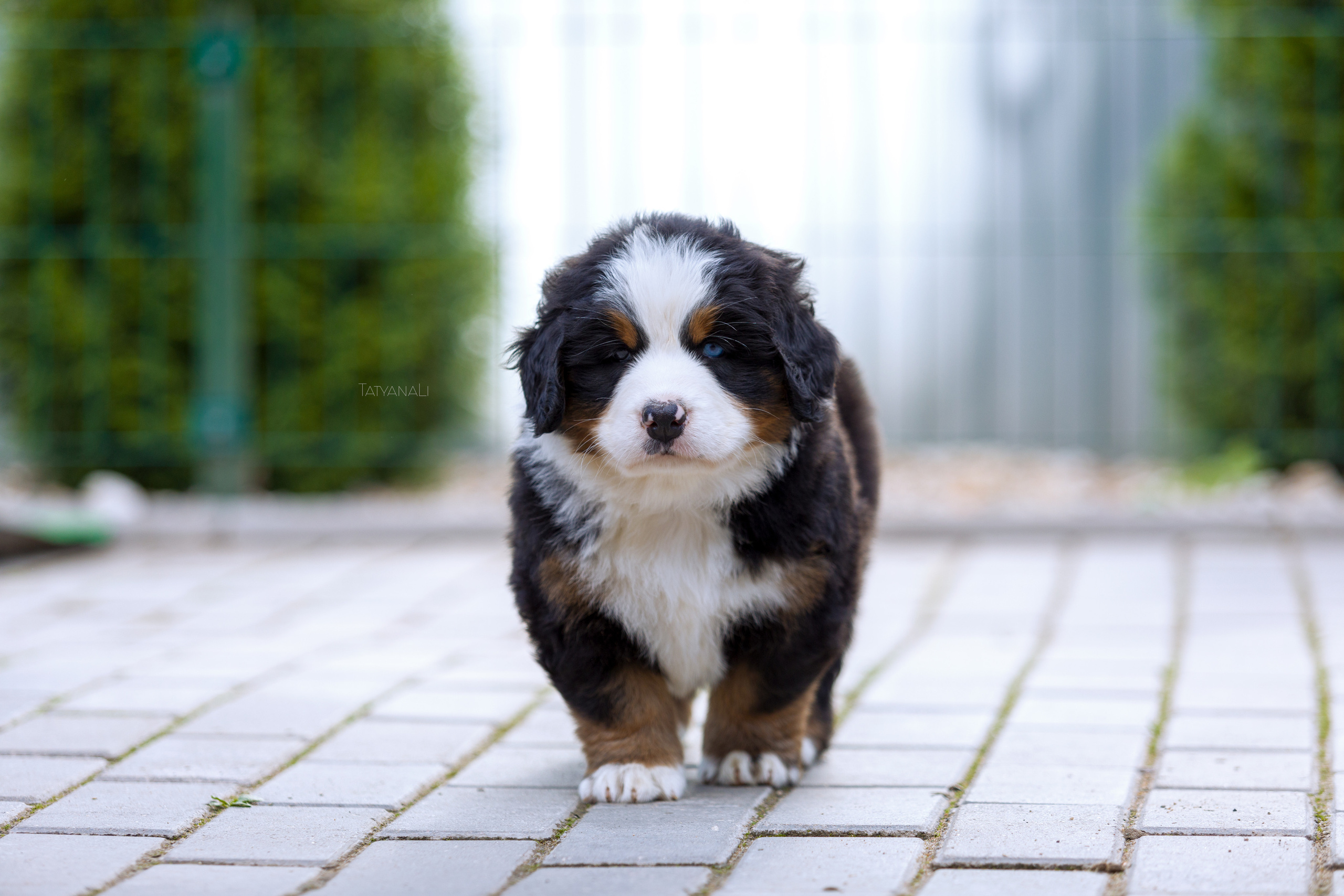 Бернский зенненхунд. Фотограф — анималист Татьяна Ли