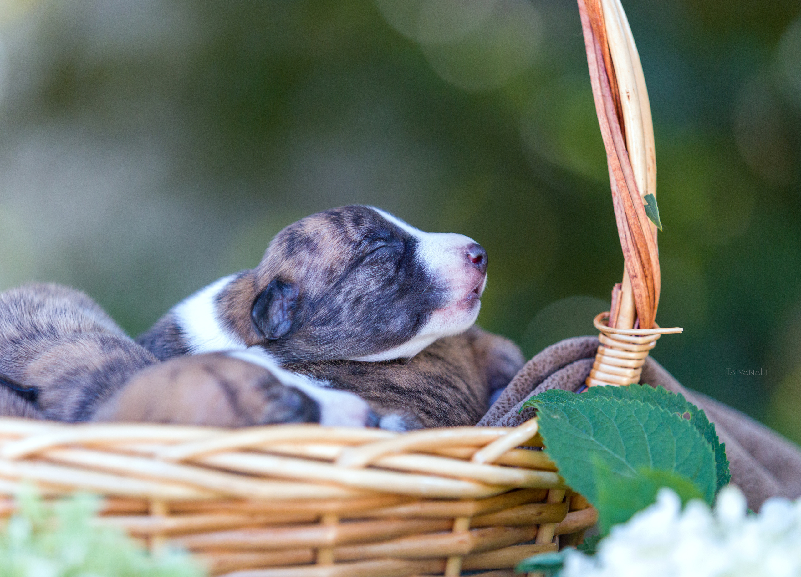 Уиппет. Фотограф — анималист Татьяна Ли
