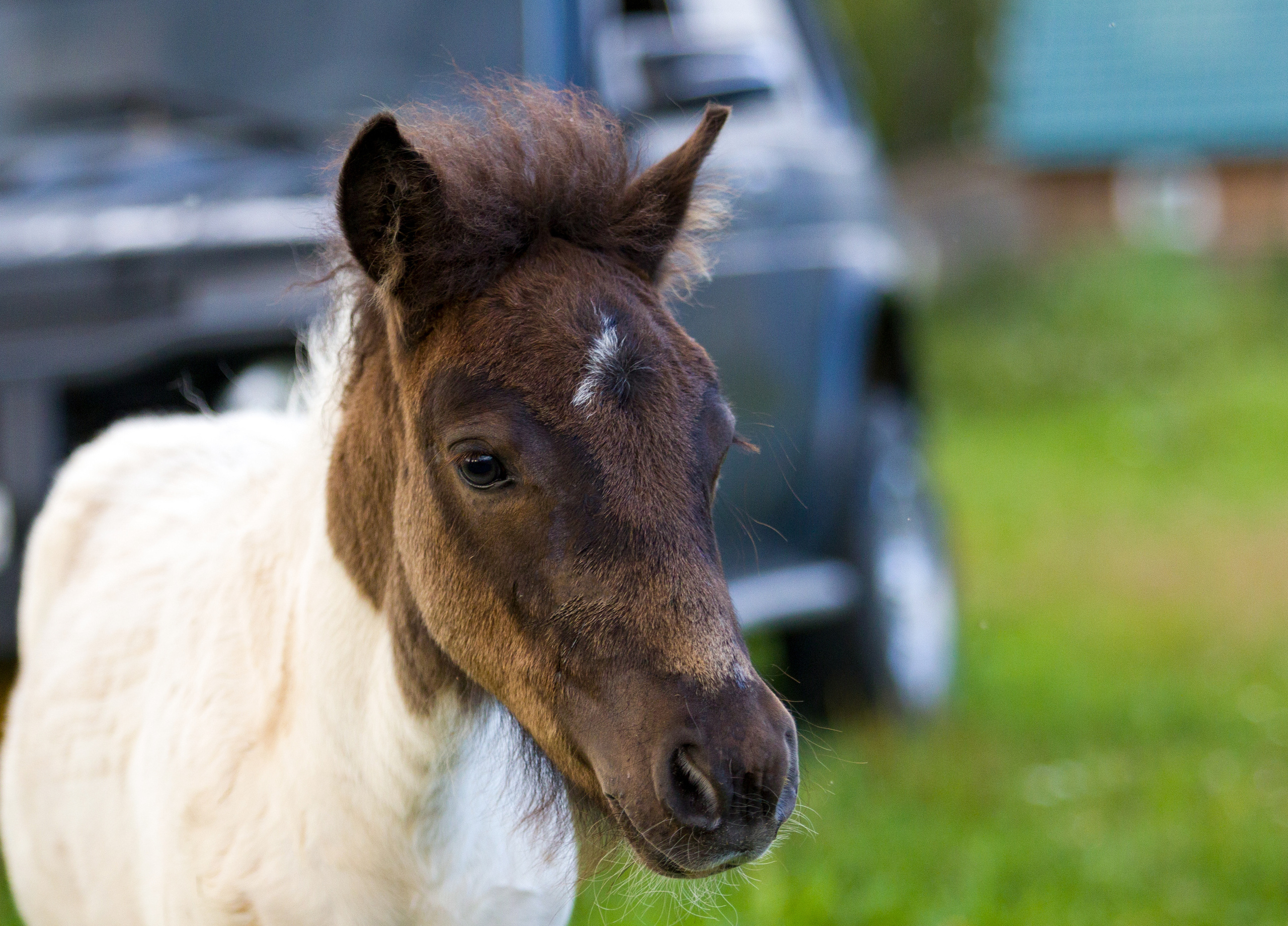 Пони и кони. Фотограф — анималист Татьяна Ли