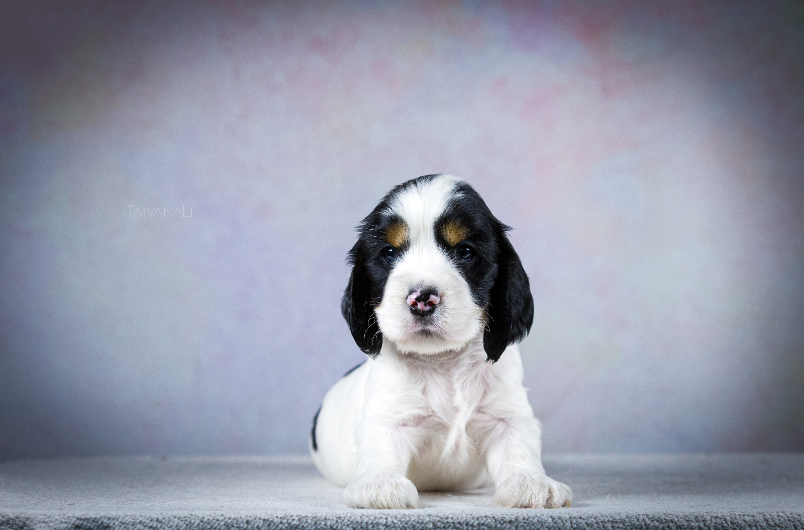 Английский кокер-спаниель. Фотограф — анималист Татьяна Ли