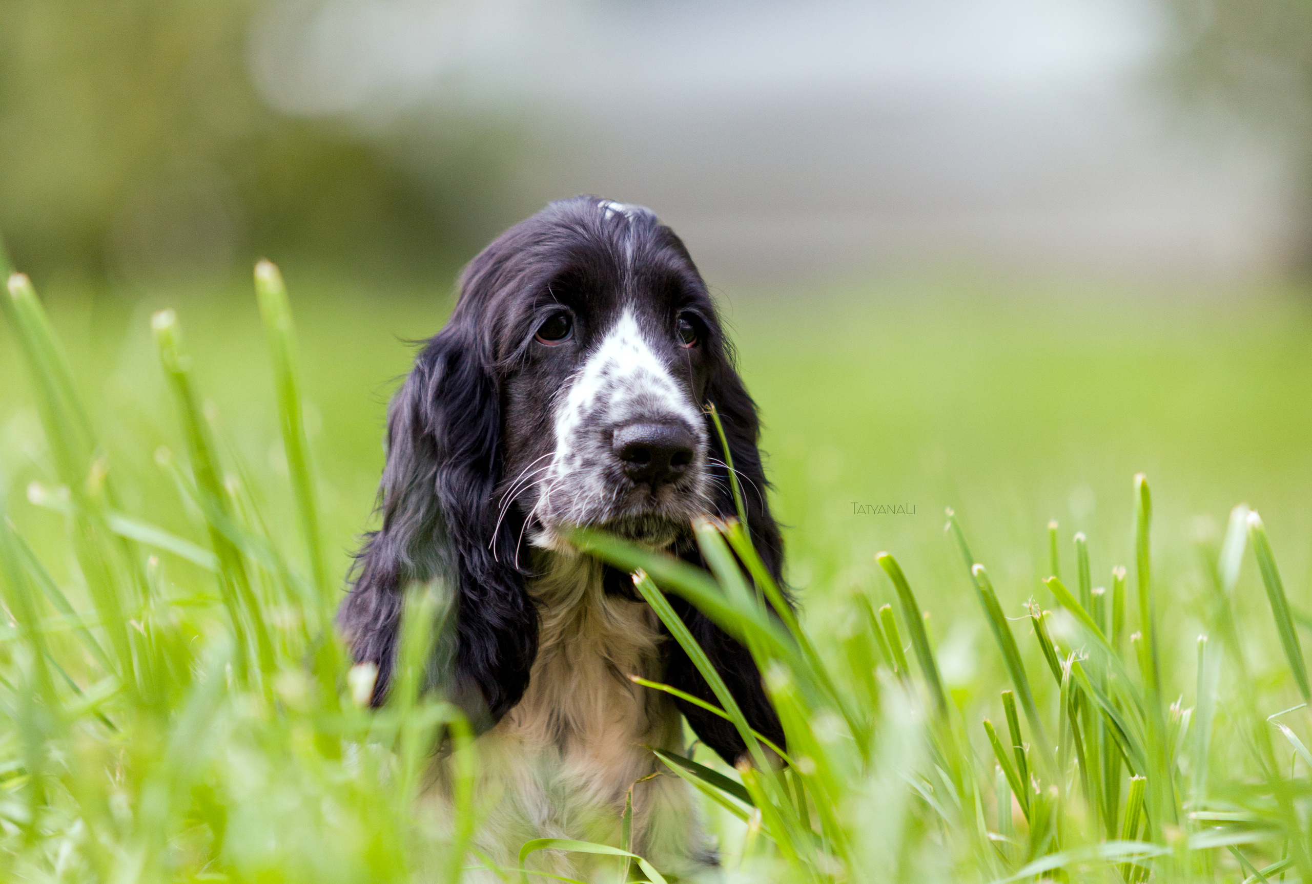 Английский кокер-спаниель. Фотограф — анималист Татьяна Ли