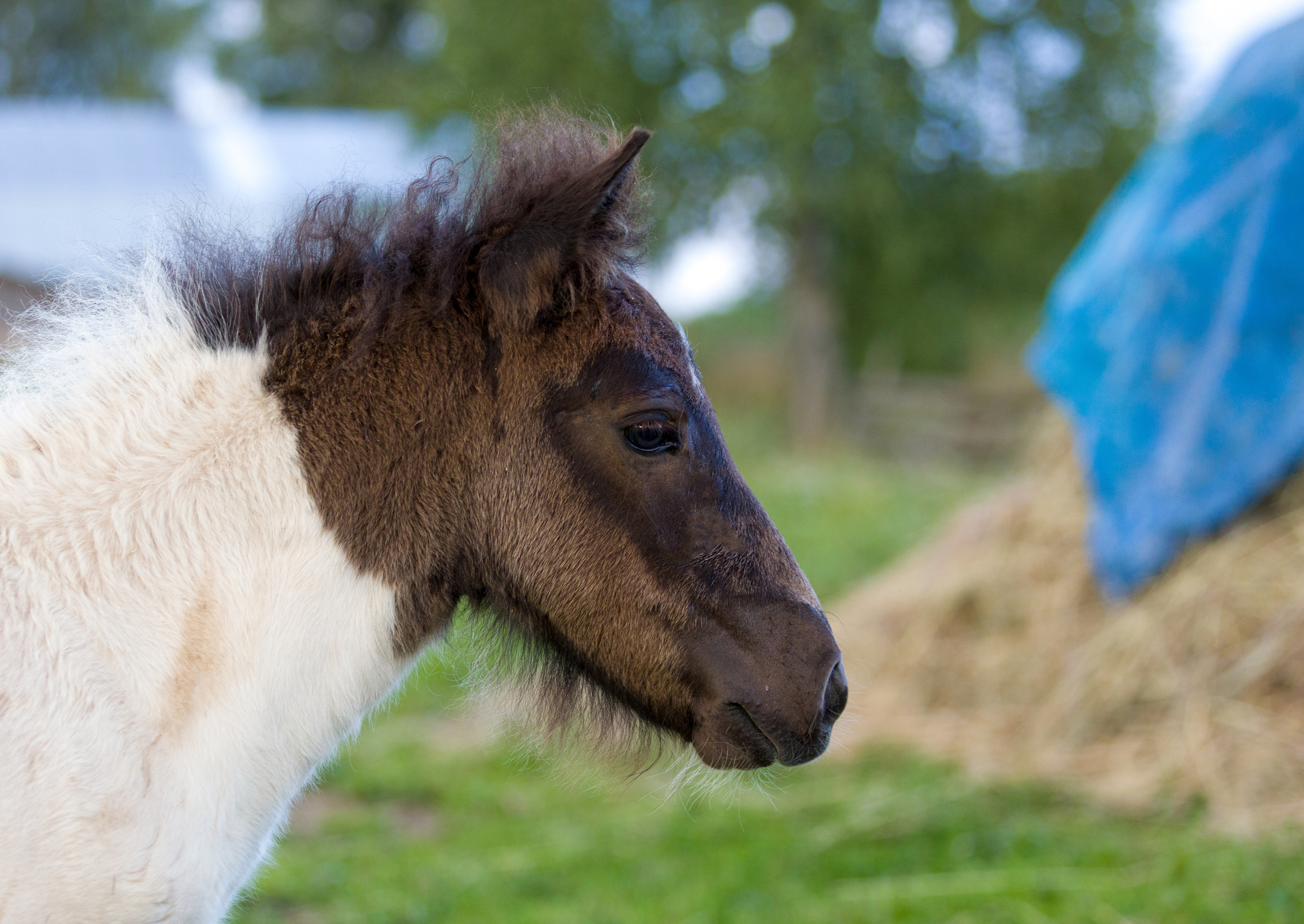Пони и кони. Фотограф — анималист Татьяна Ли