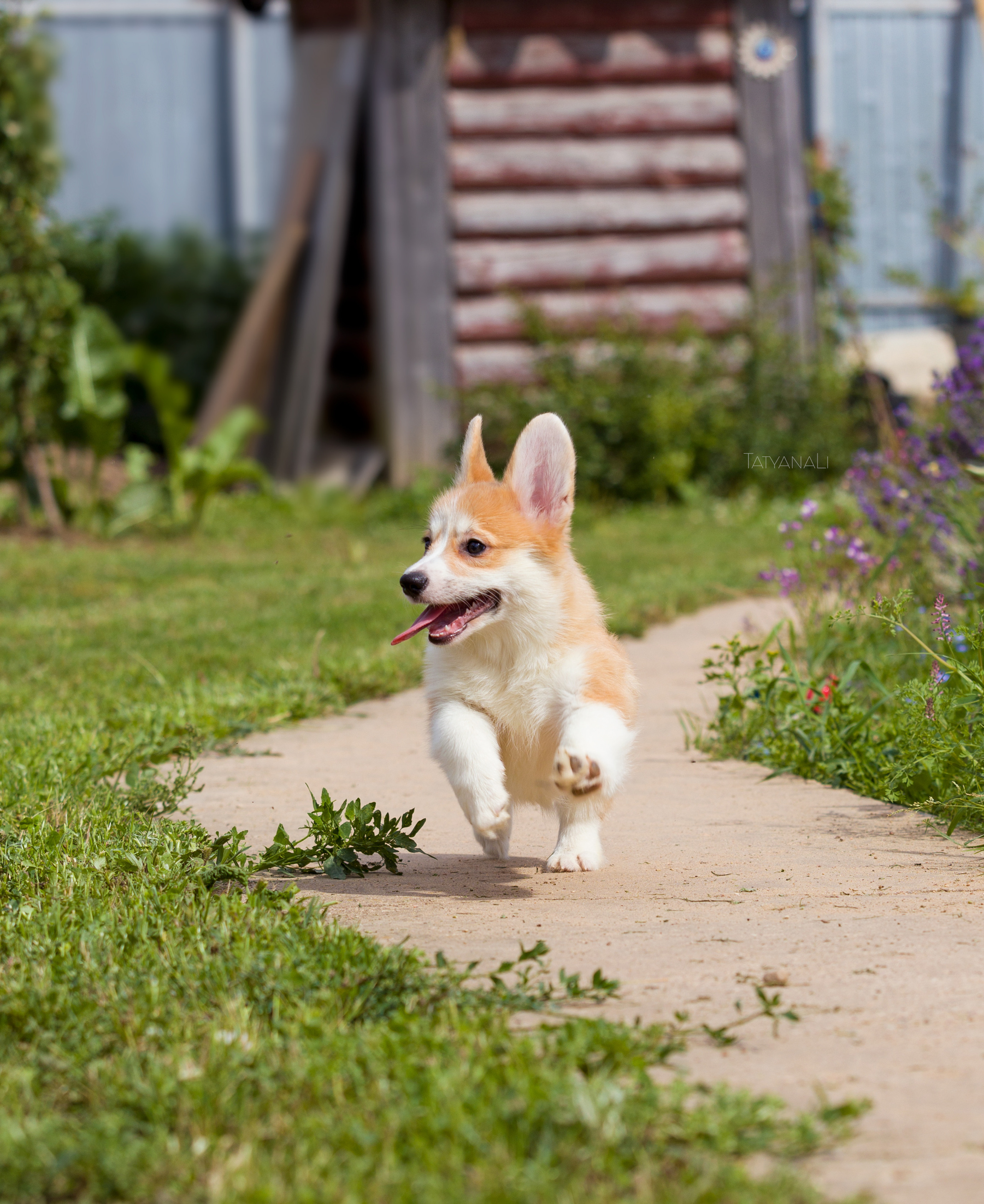 Вельш-корги пемброк. Фотограф — анималист Татьяна Ли