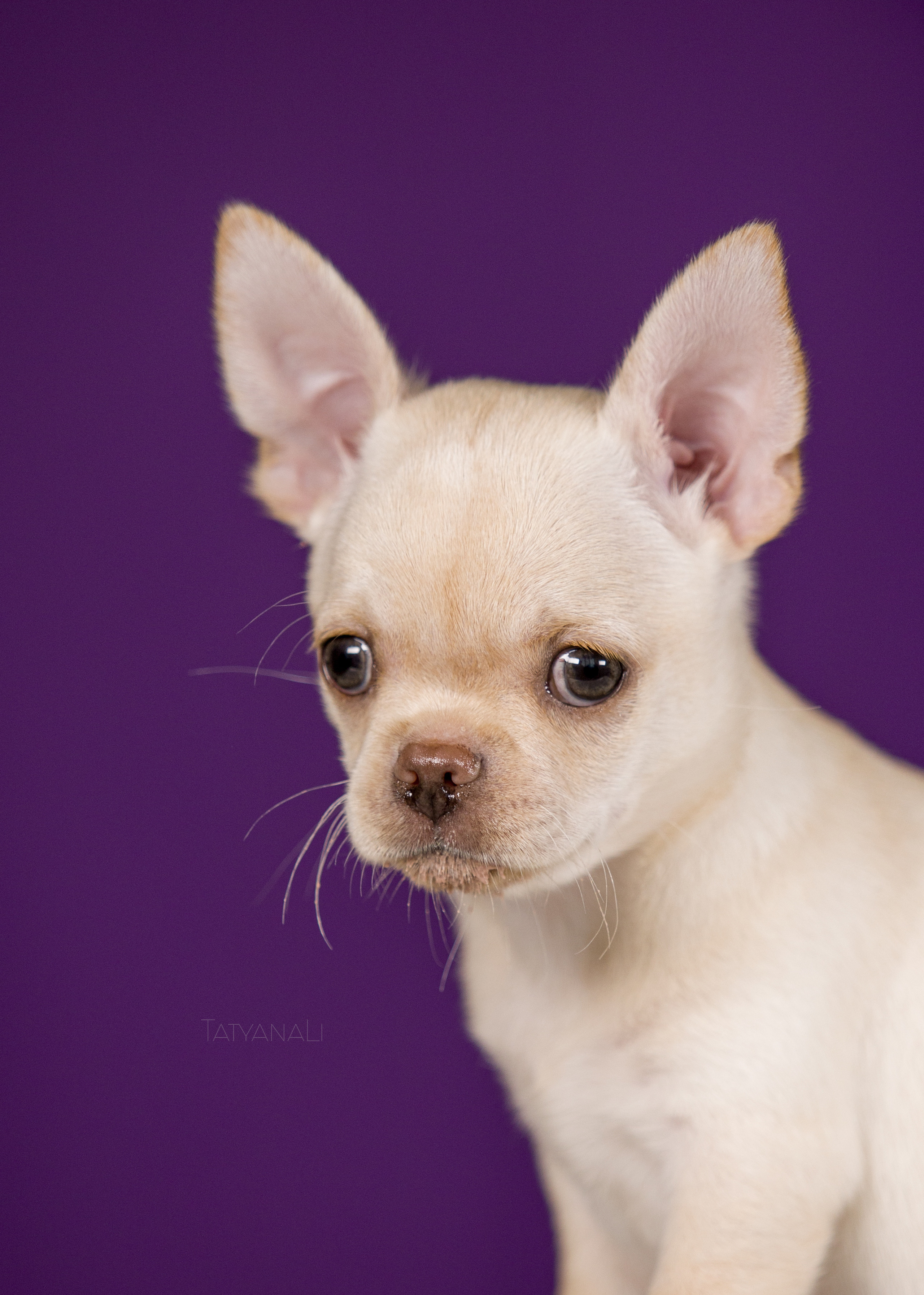 Чихуахуа. Фотограф — анималист Татьяна Ли