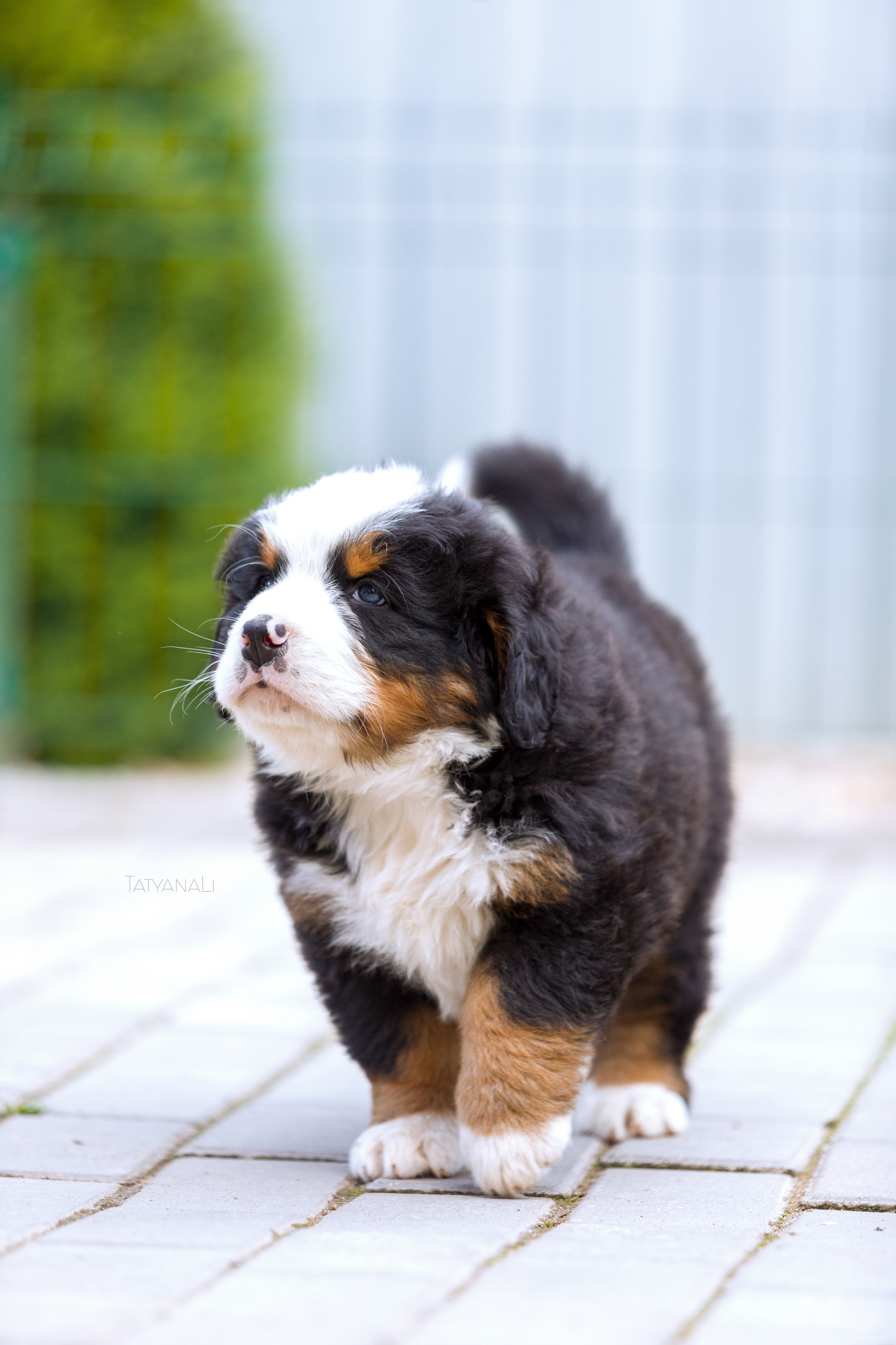 Бернский зенненхунд. Фотограф — анималист Татьяна Ли